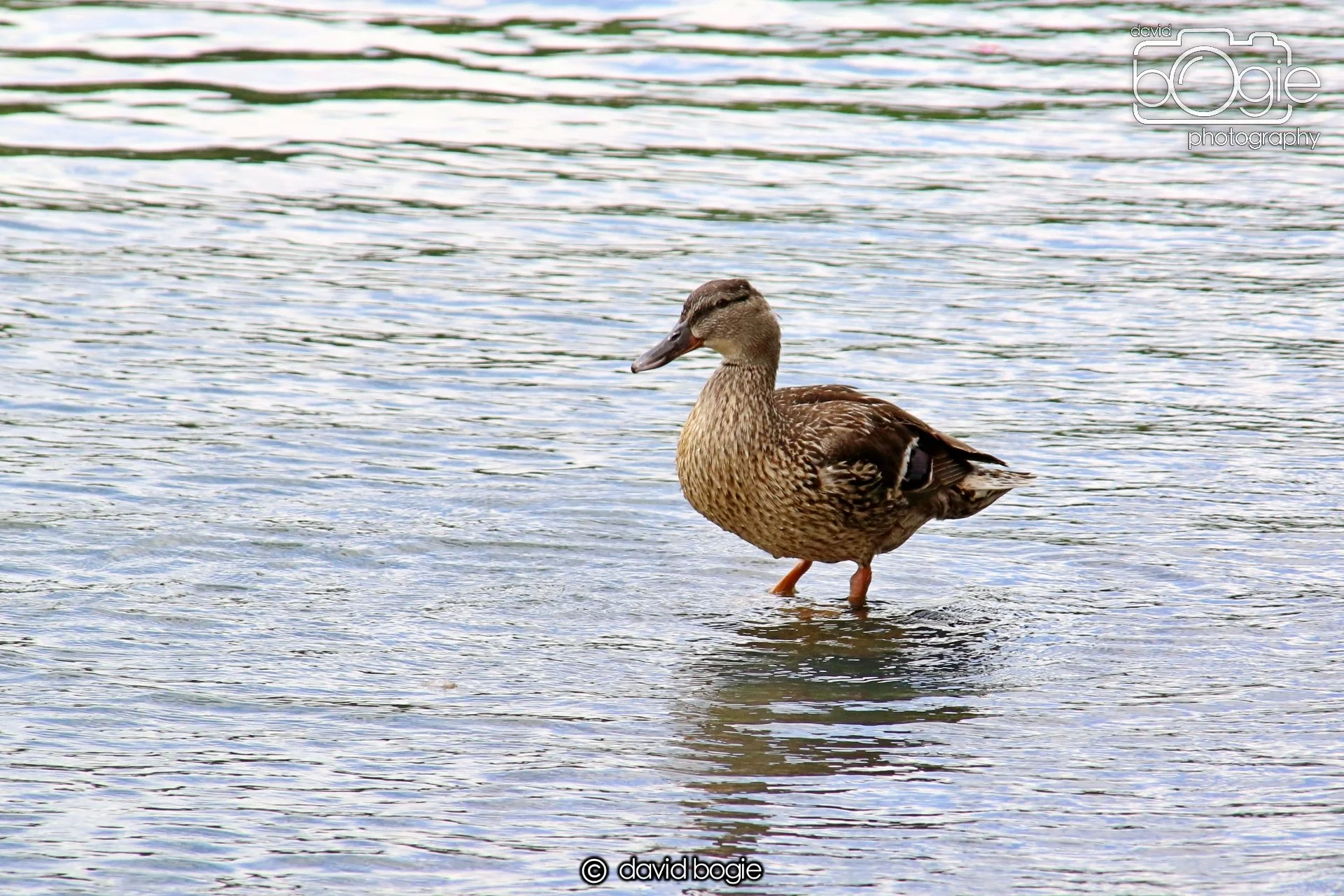 20250613 120134 Beveridge 0055.JPG