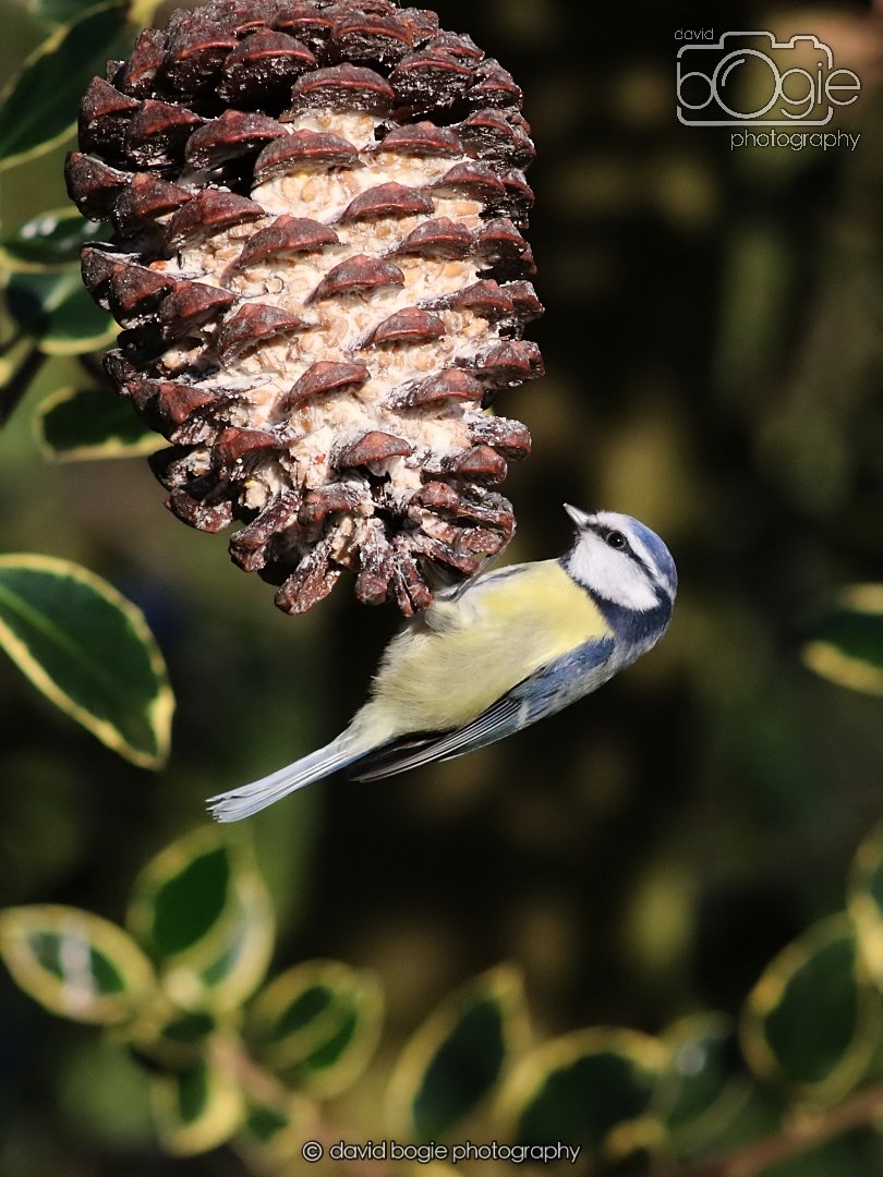 20251231 135318 Silverburn 0330.JPG