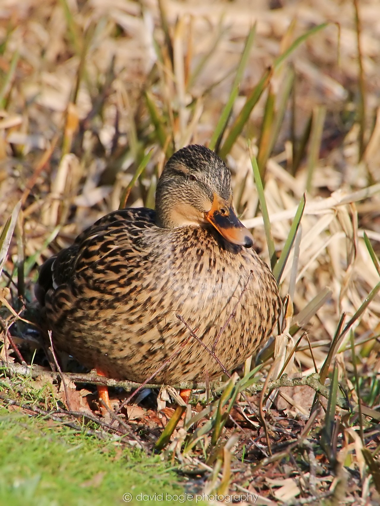 YEAR20240207 Lochore Meadows 0332.jpg