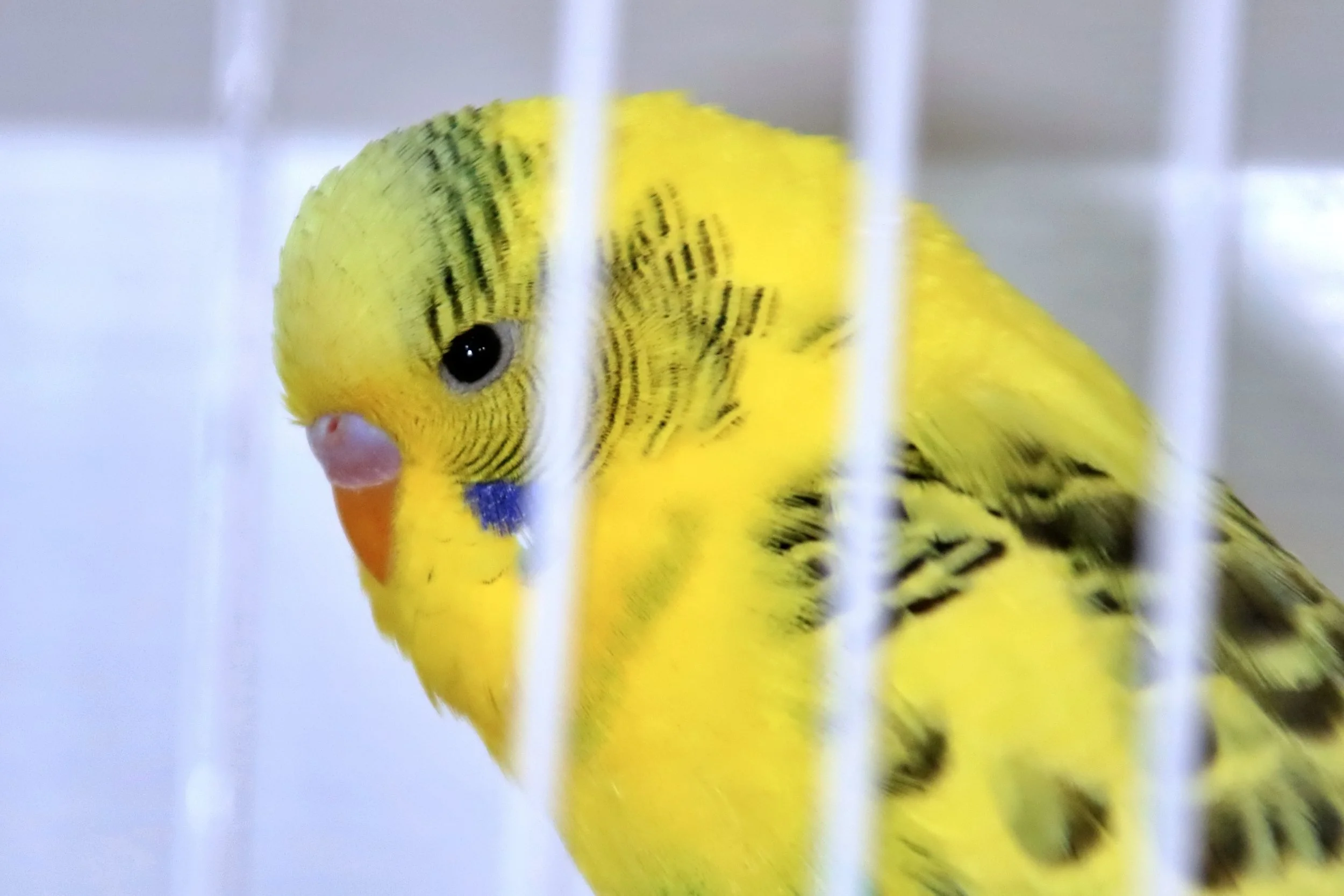 20251102 125051 Markinch CBS  0578.JPG