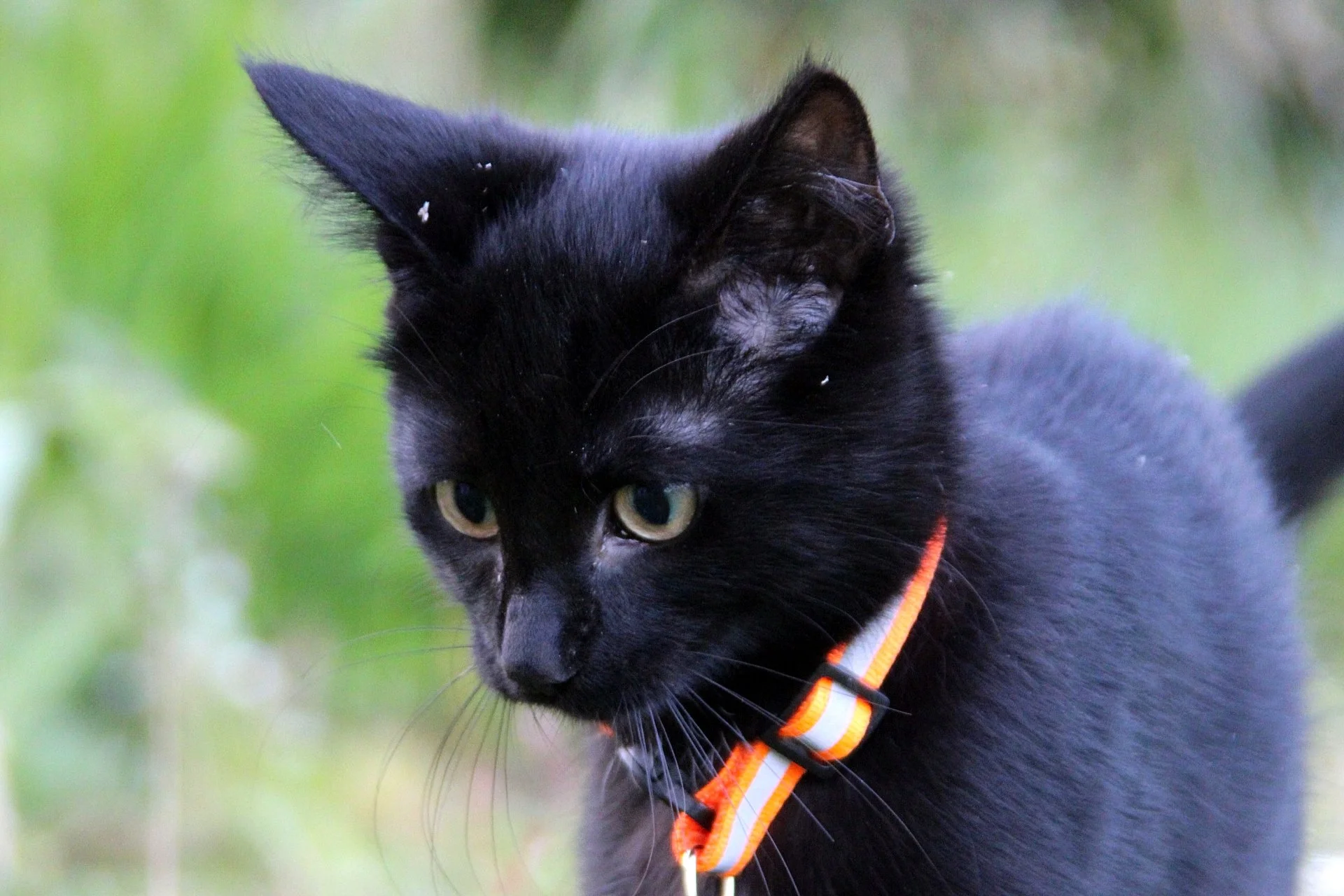CATS 0183.jpg