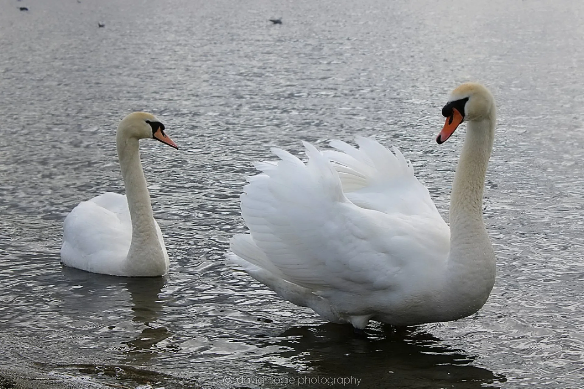 20190318 123524 Lochore 0013.jpg