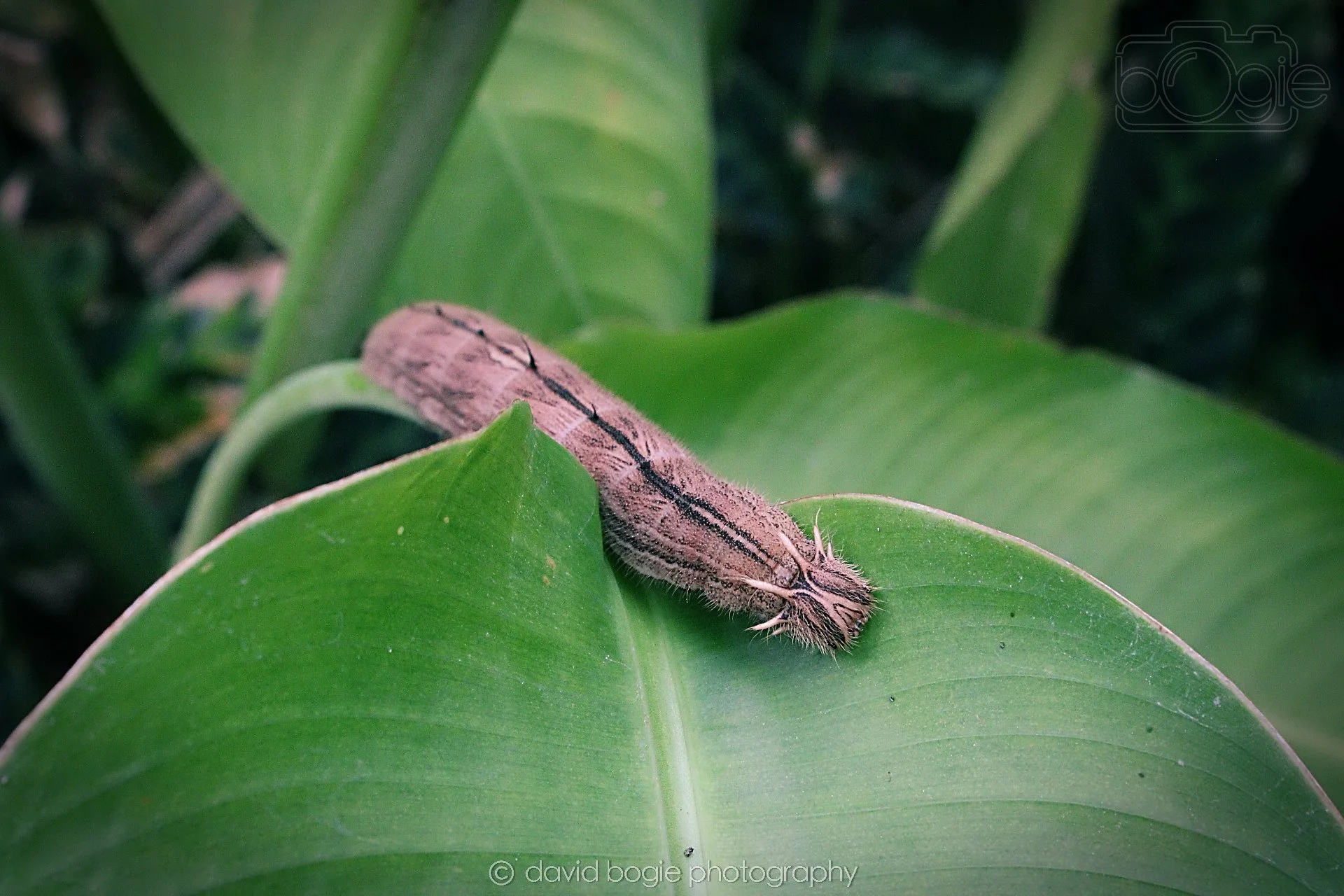 20191019 133547 Butterfly World 0056.jpg