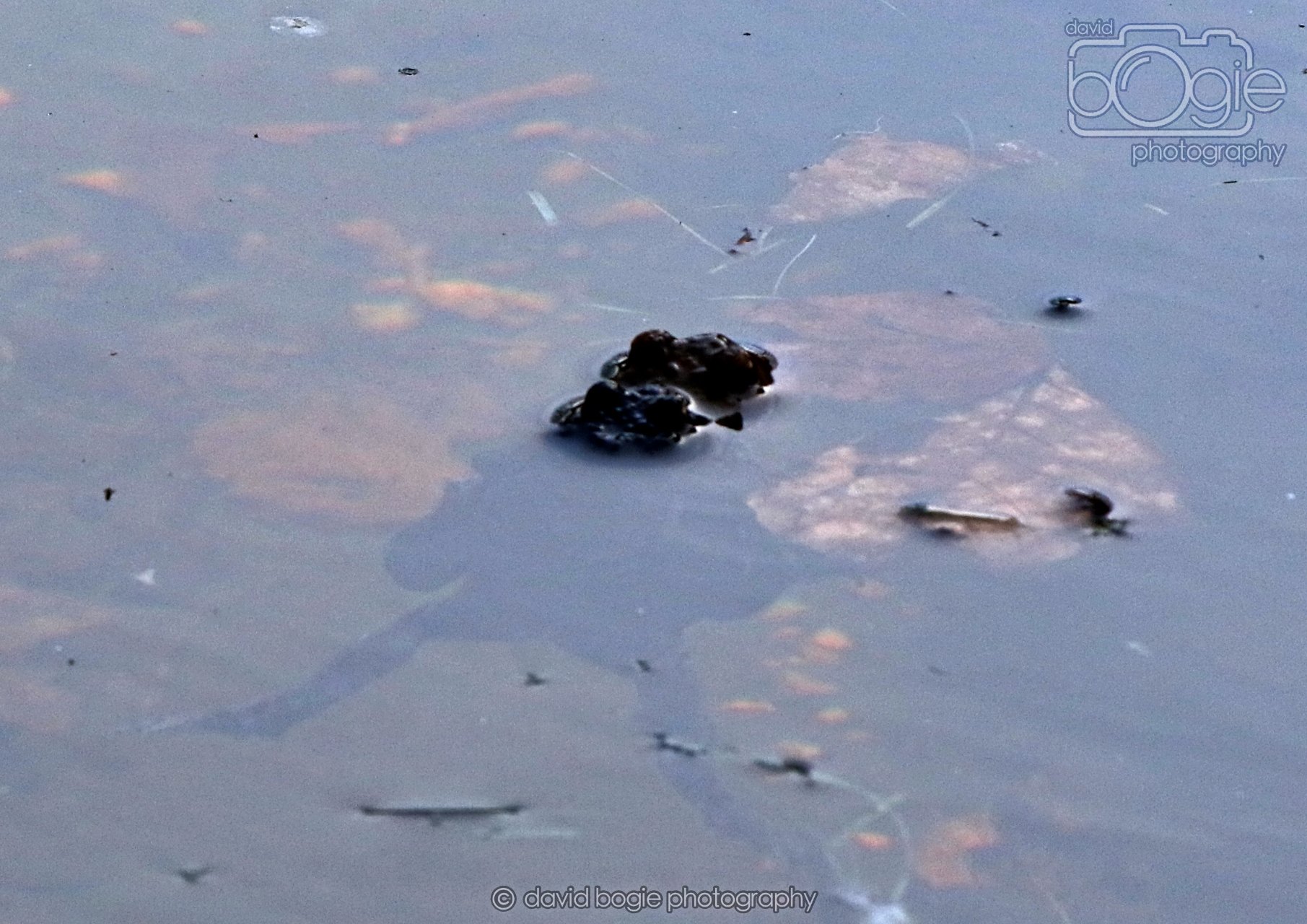 20260319 120015 Beveridge Park 0218.jpg