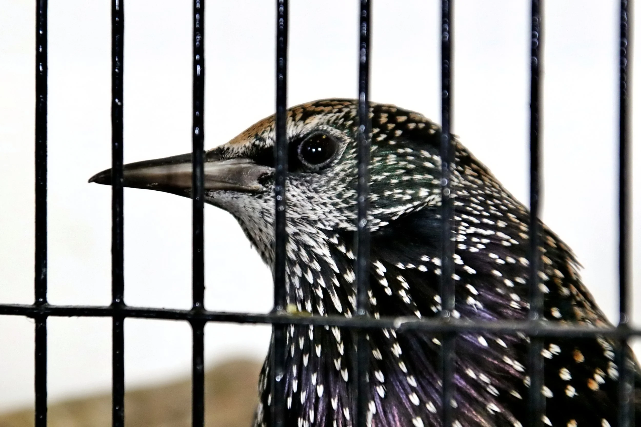 20251102 125859 Markinch CBS  0654.JPG