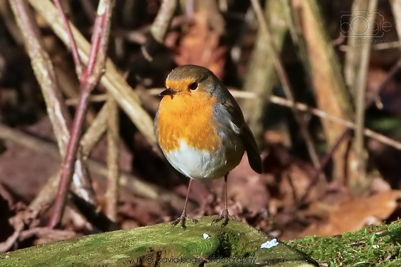 20260128 133817 Dunnikier 0236.jpg