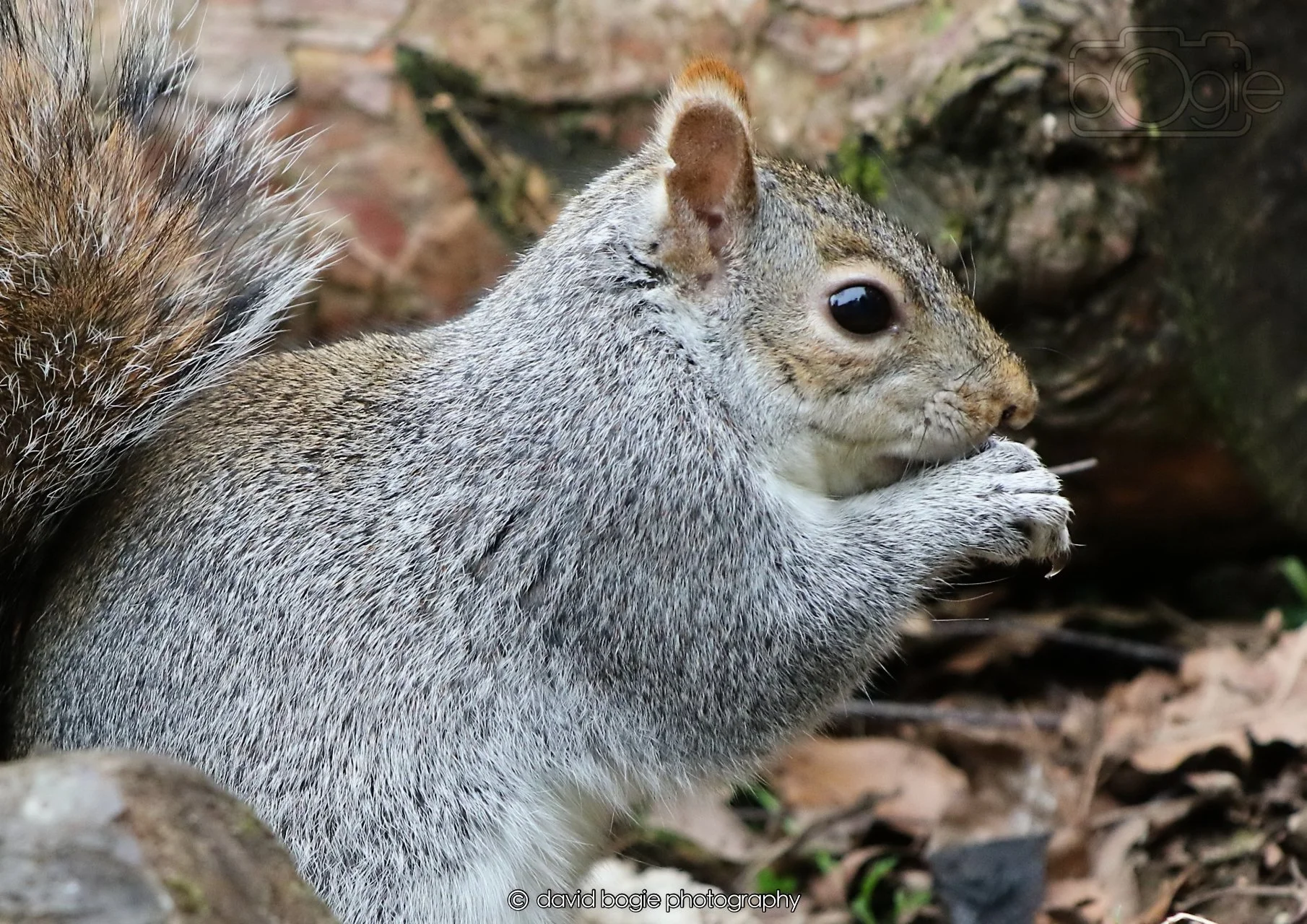 20260326 113703 Silverburn 0236.jpg