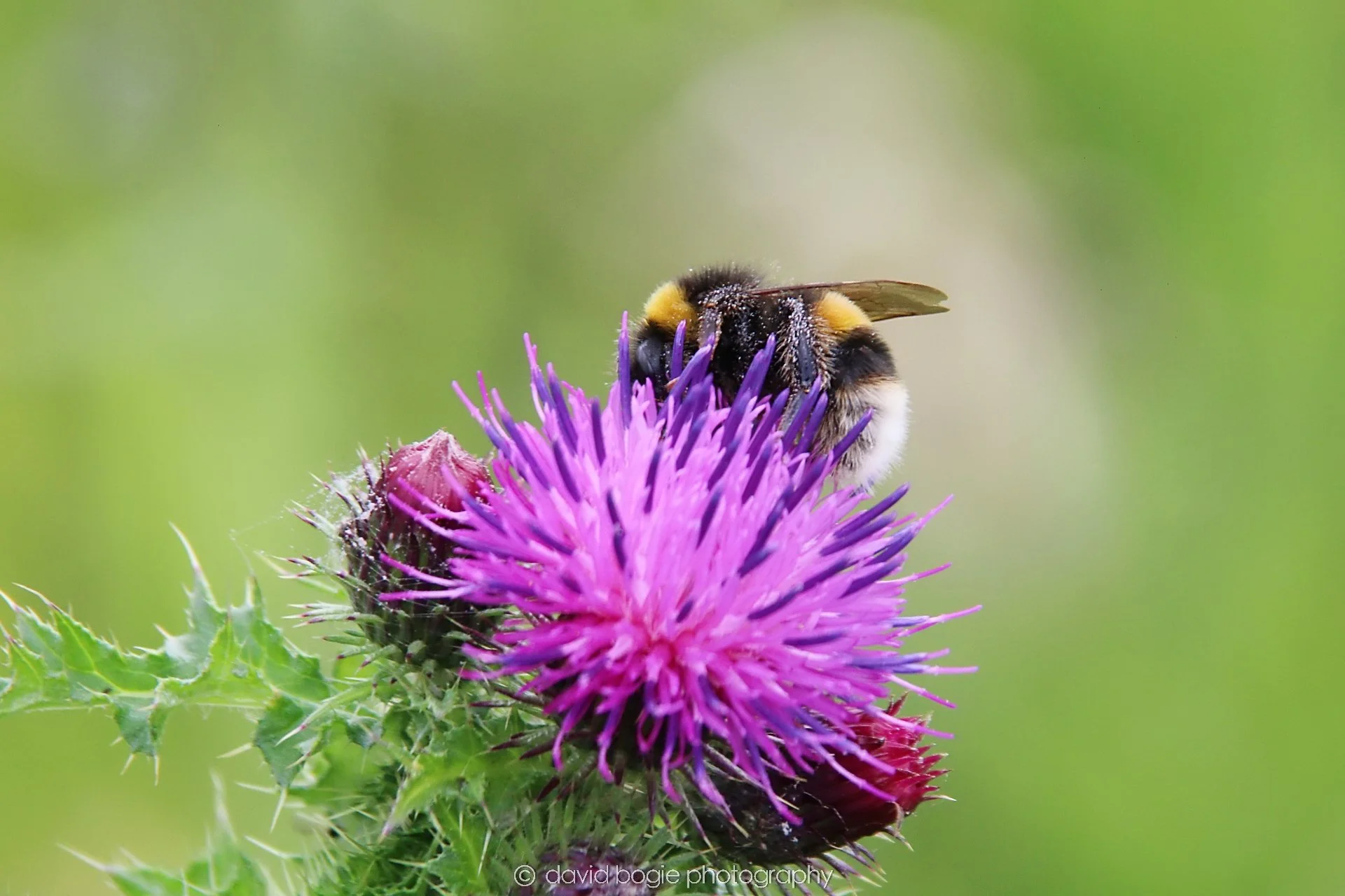 YEAR20230710 Lochore Meadows 131300 00002.jpg