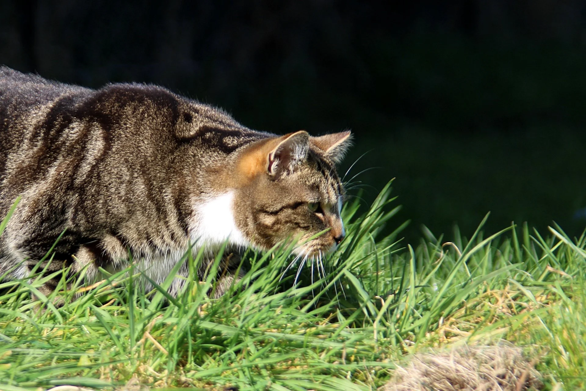 CATS 0152.jpg