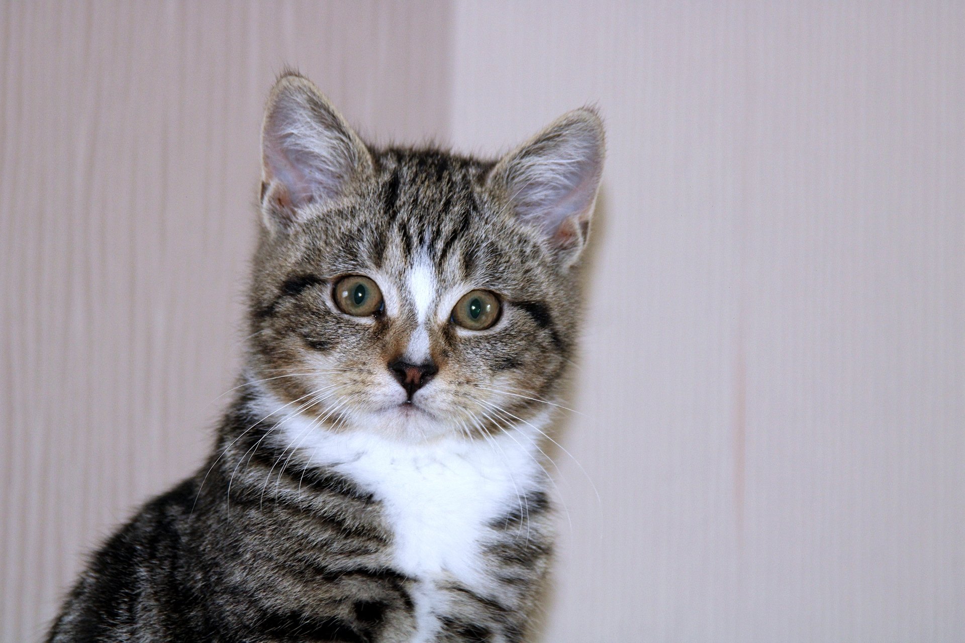 CATS 0067.jpg