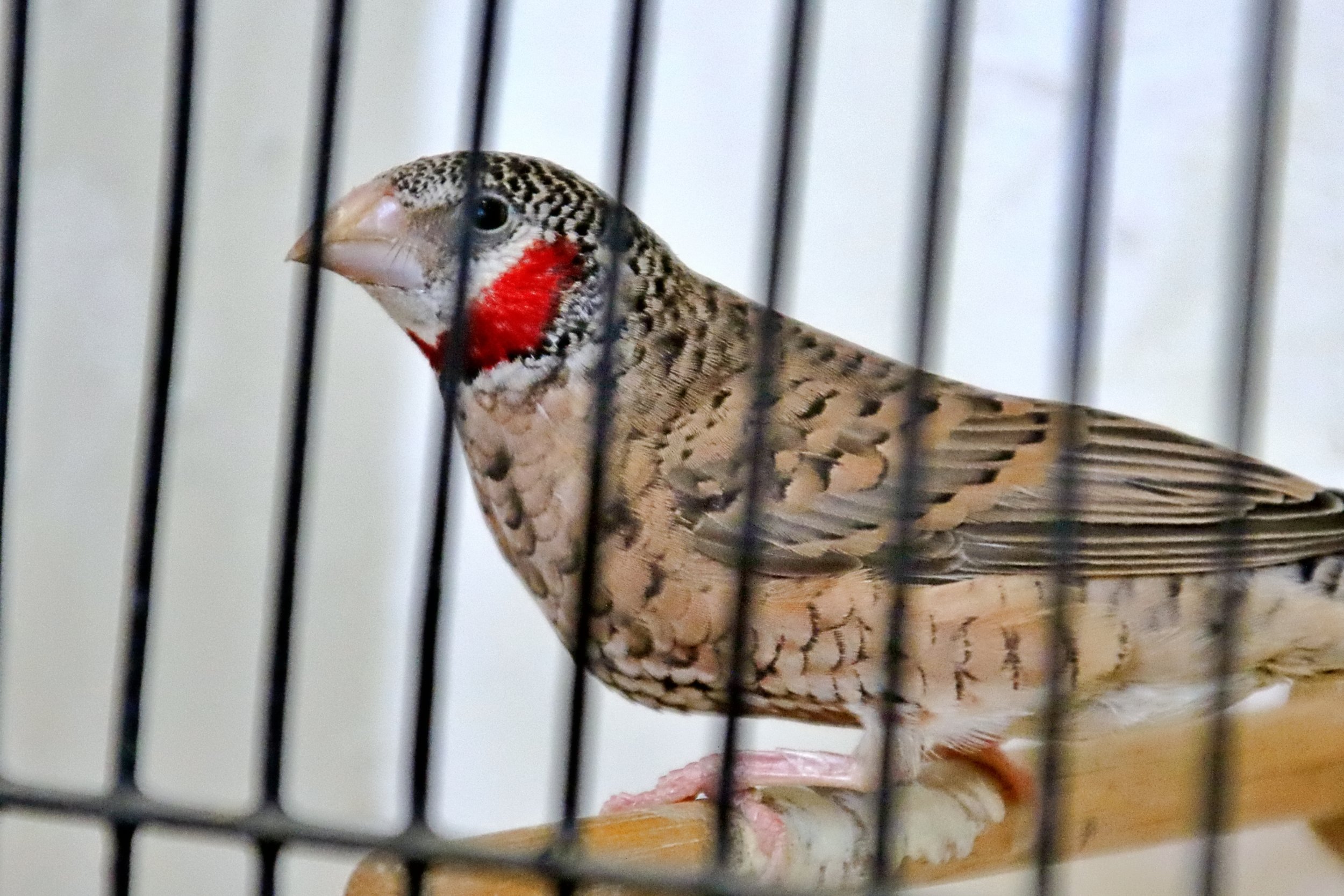 20251102 123919 Markinch CBS  0443.JPG