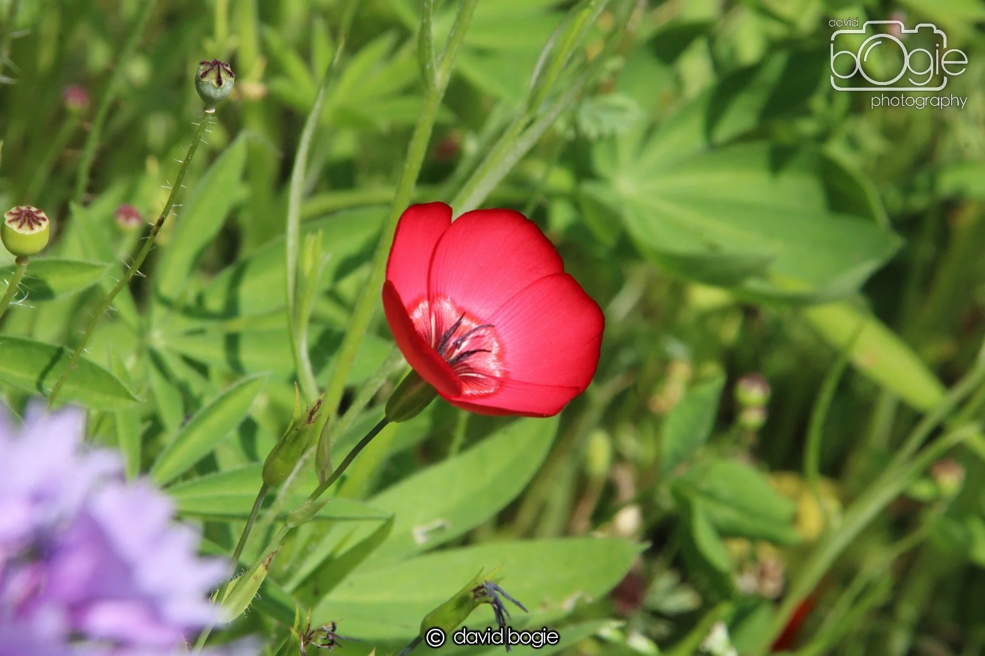 20210727 Beveridge Park1 .JPG