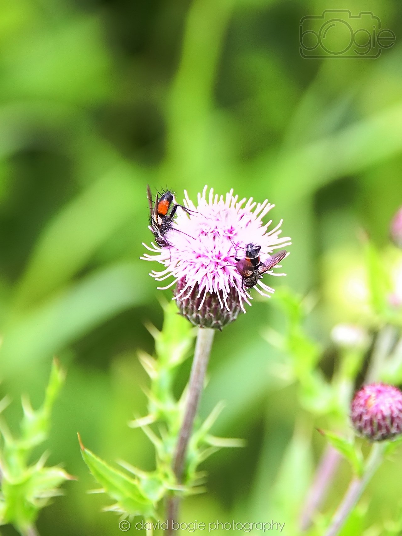 20230710 Lochore Meadows 113113 0002.jpg