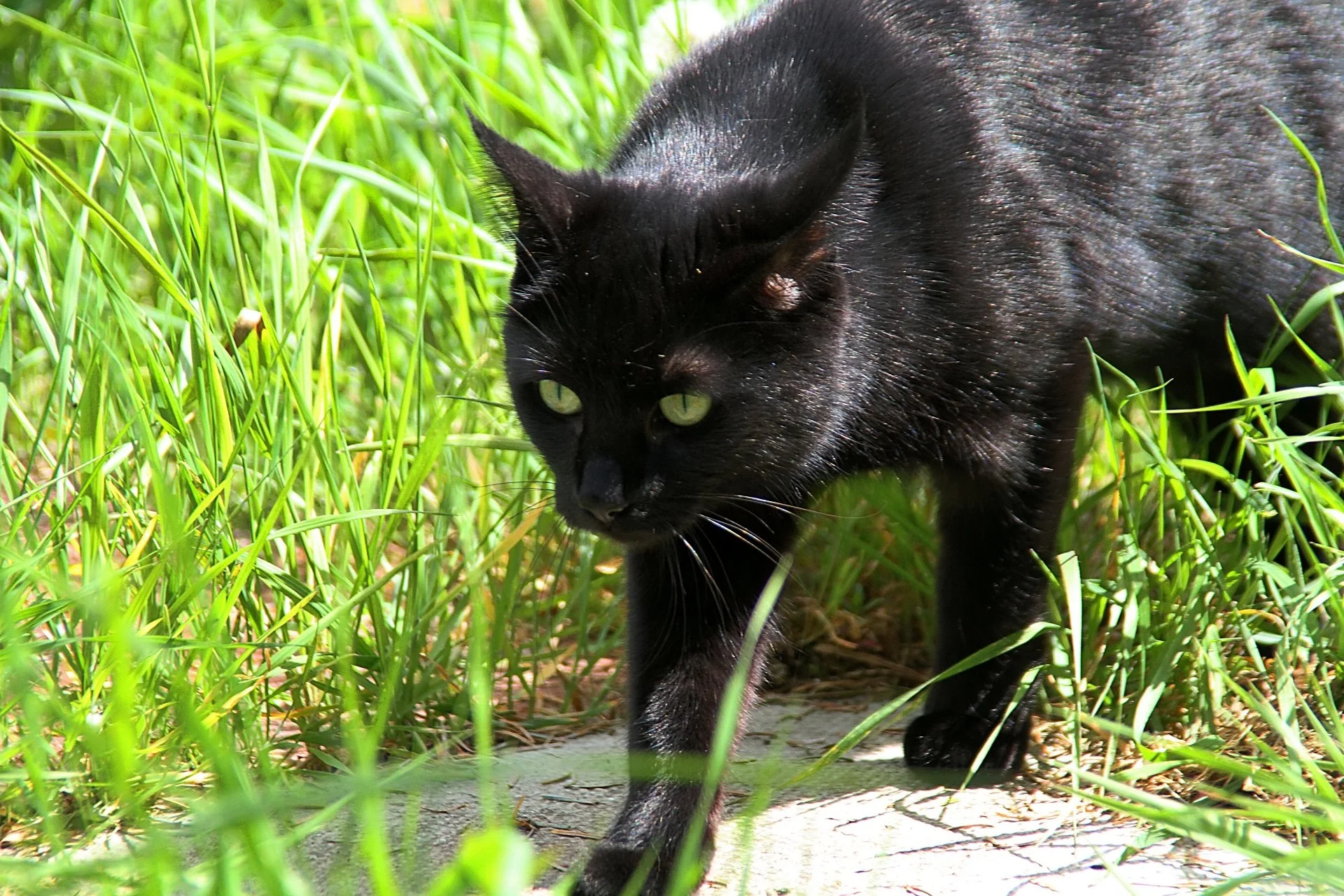 CATS 0370.jpg