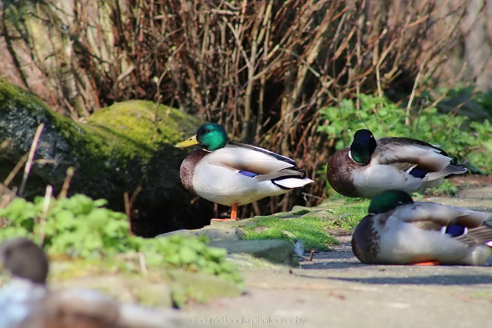 20190411 110052 Otterston 0001.jpg