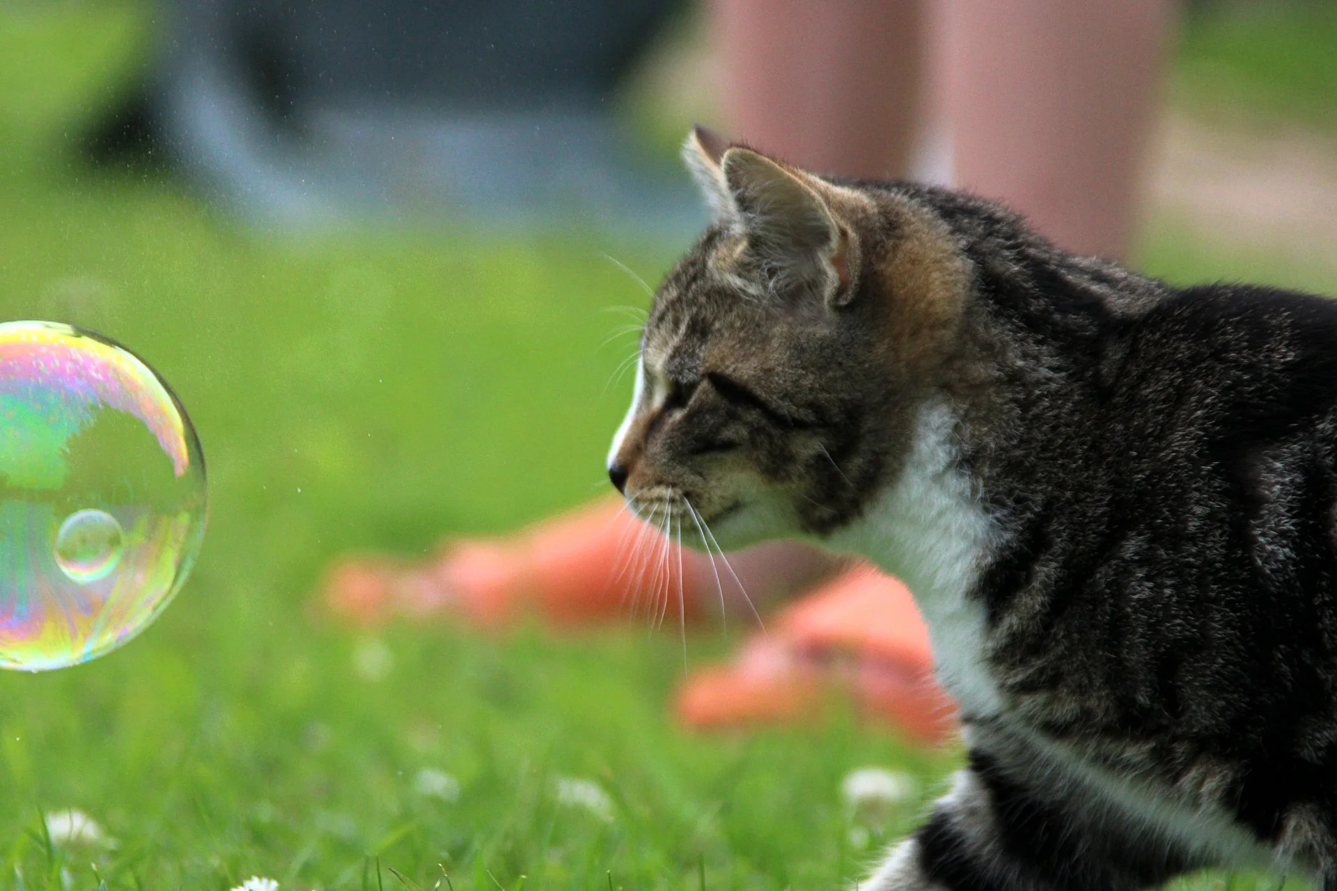 CATS 0095.jpg
