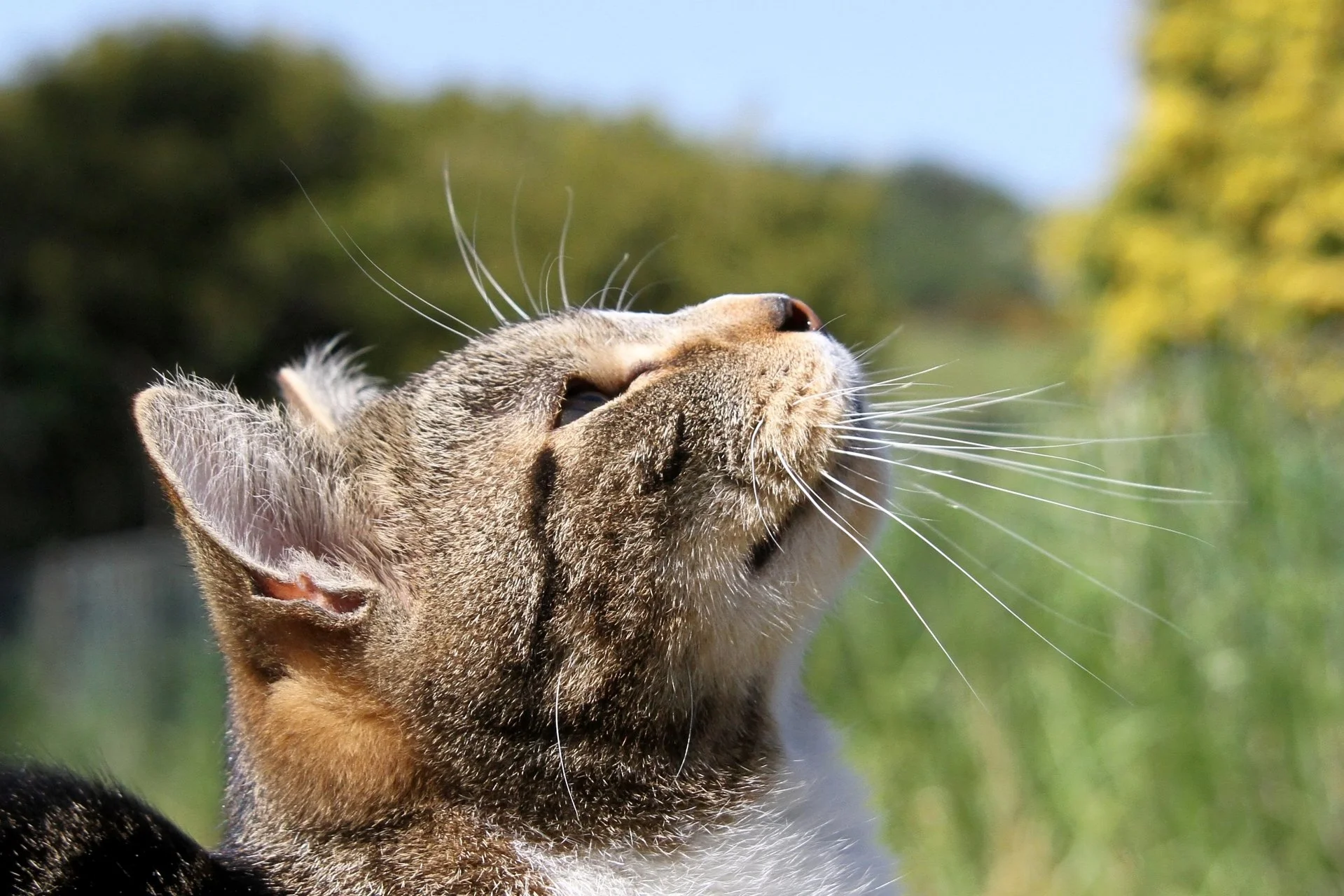 CATS 0382.jpg