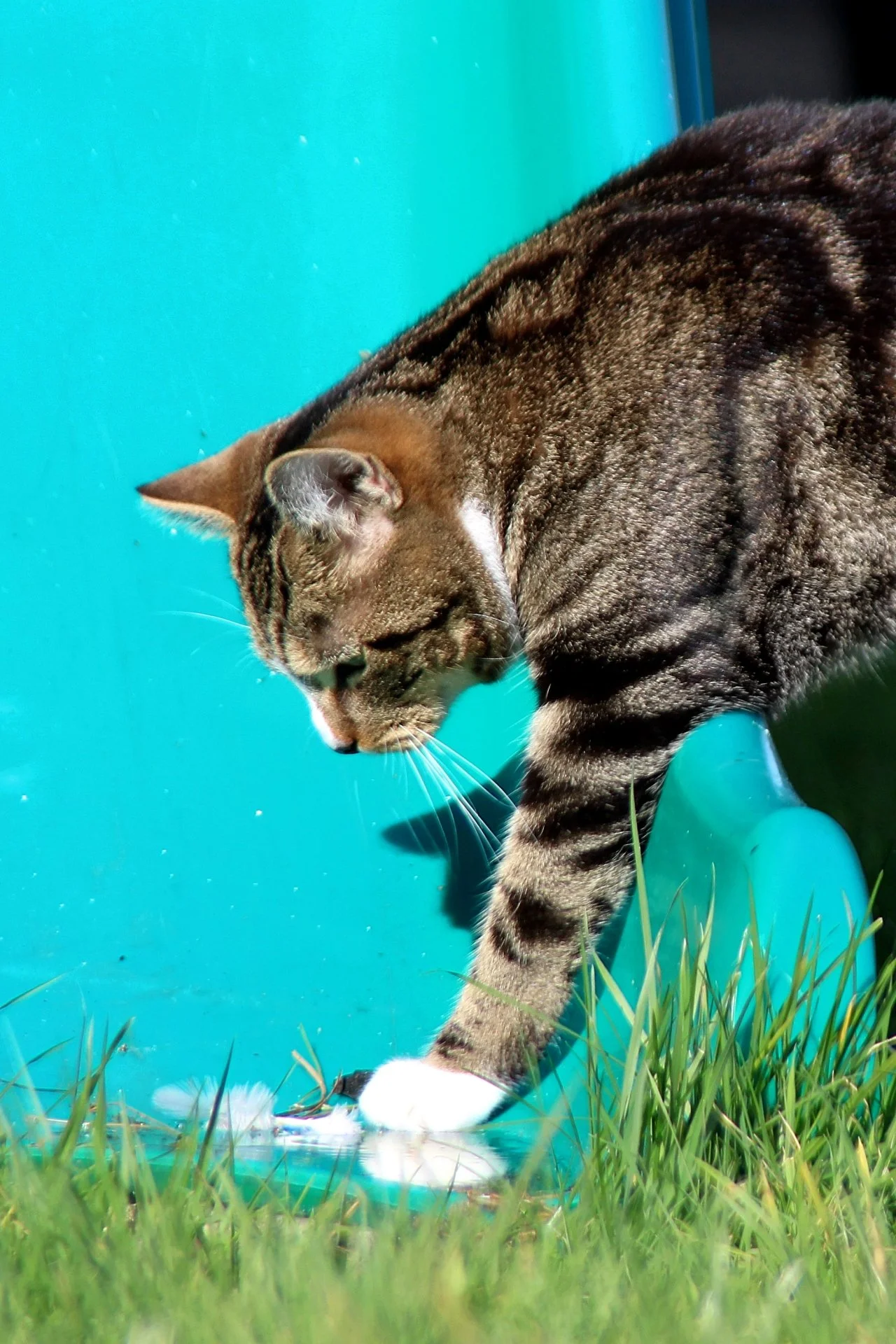 CATS 0139.jpg