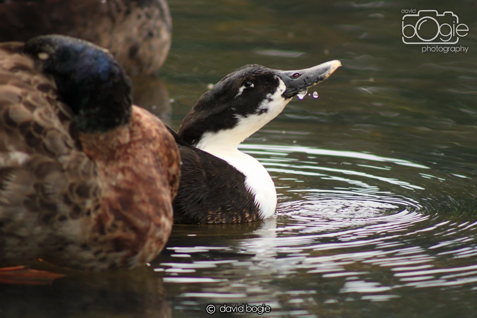 20190527 110347 Beveridge 0003.JPG