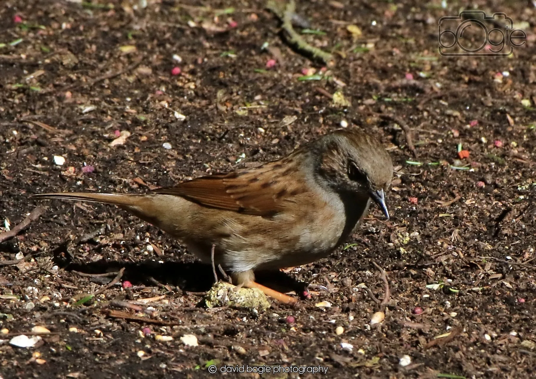 20260403 121418 Dunnikier 0086.jpg