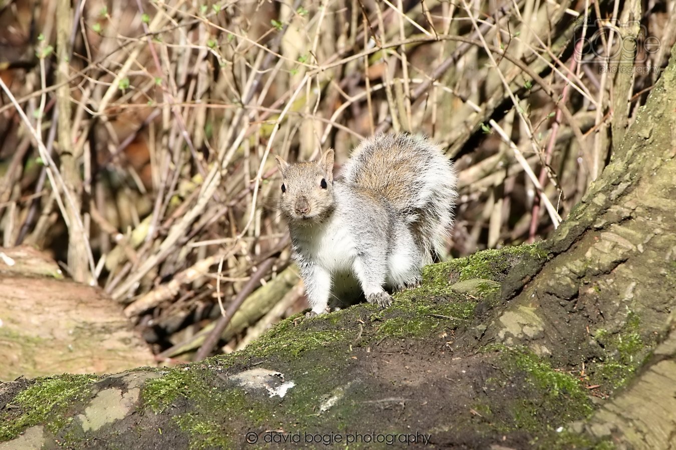 20260306 121314 Dunnikier 0553.jpg