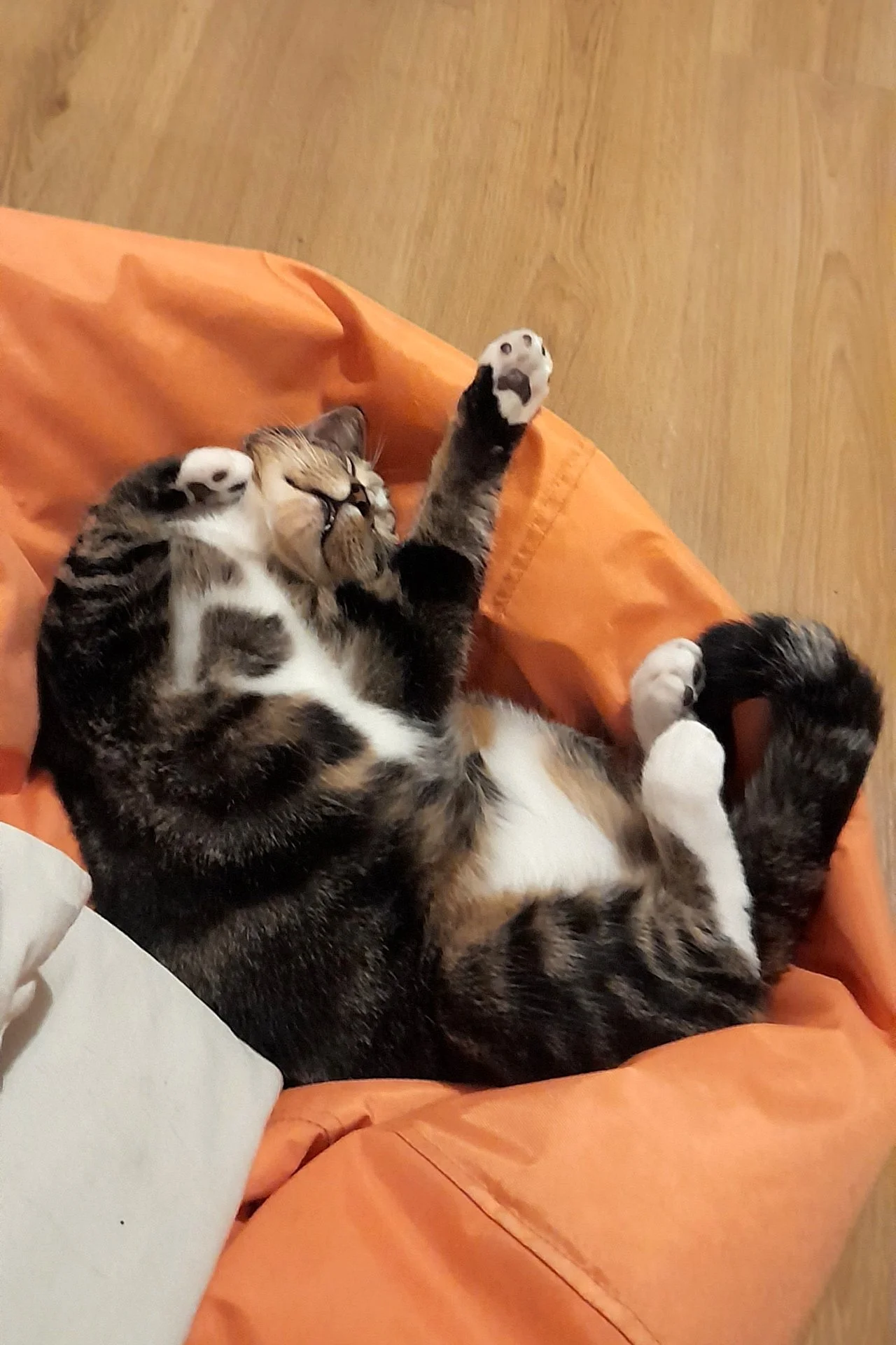 CATS 0134.jpg