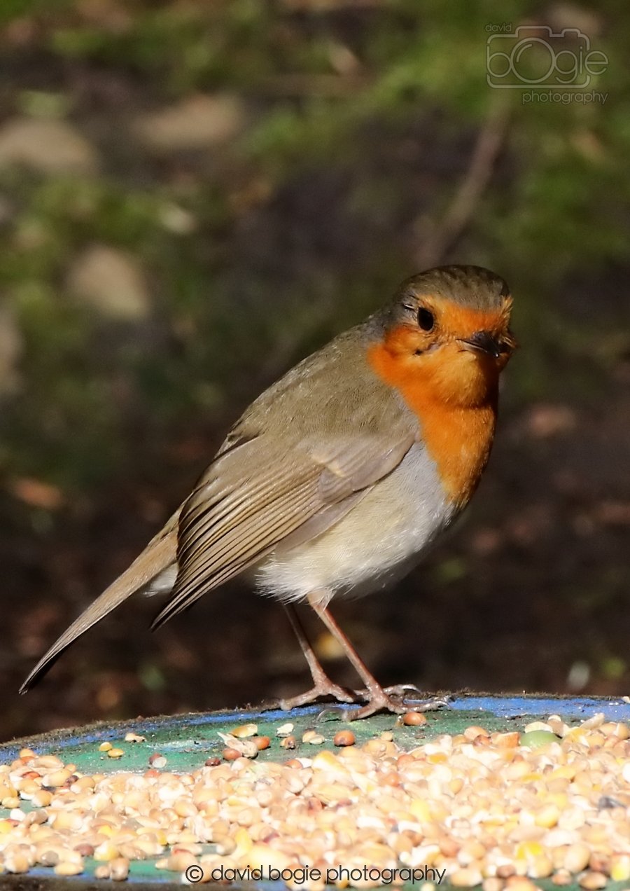 20260306 120107 Dunnikier 0528.jpg