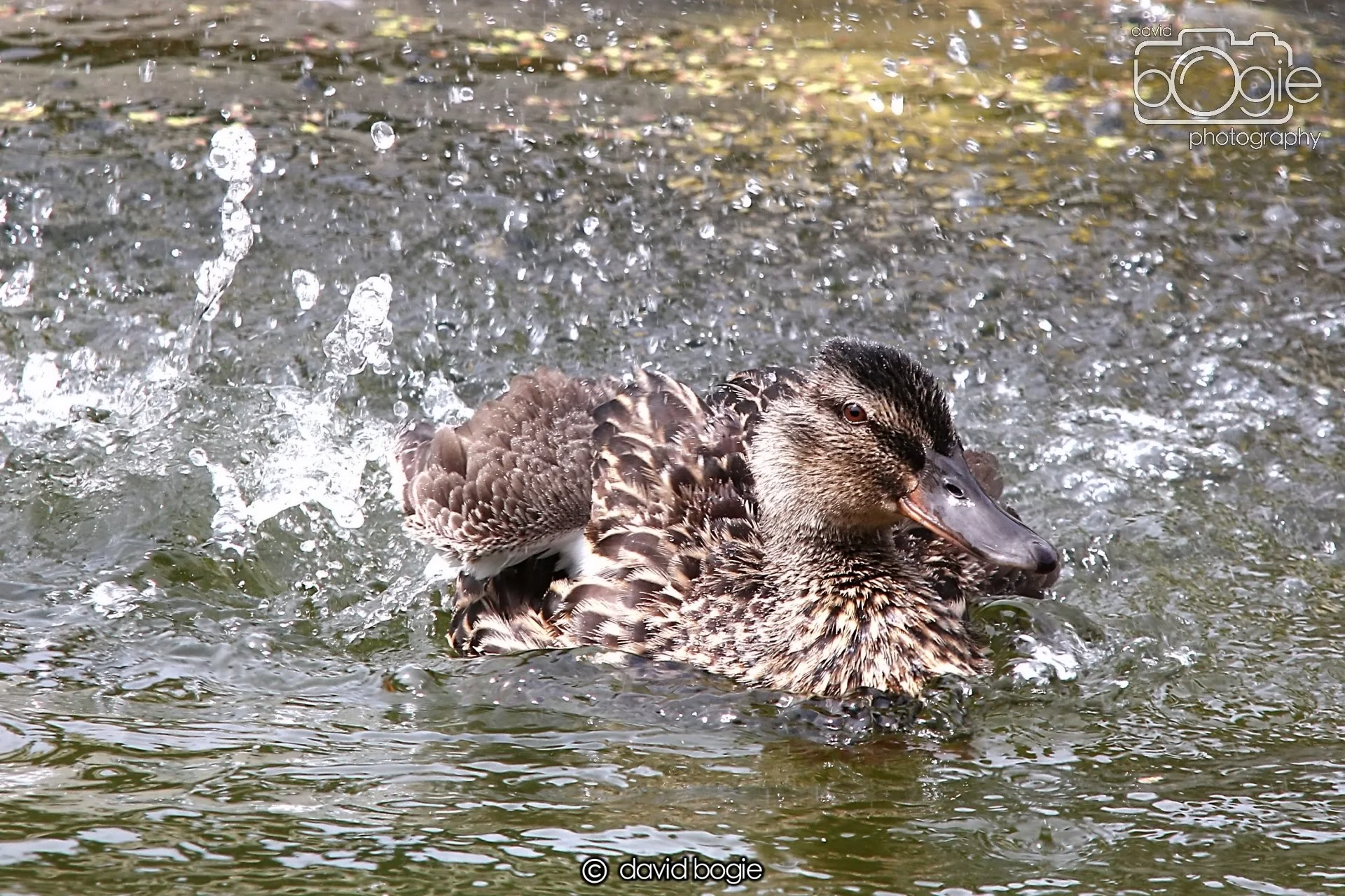 20240722 133152 Beveridge 0084.JPG