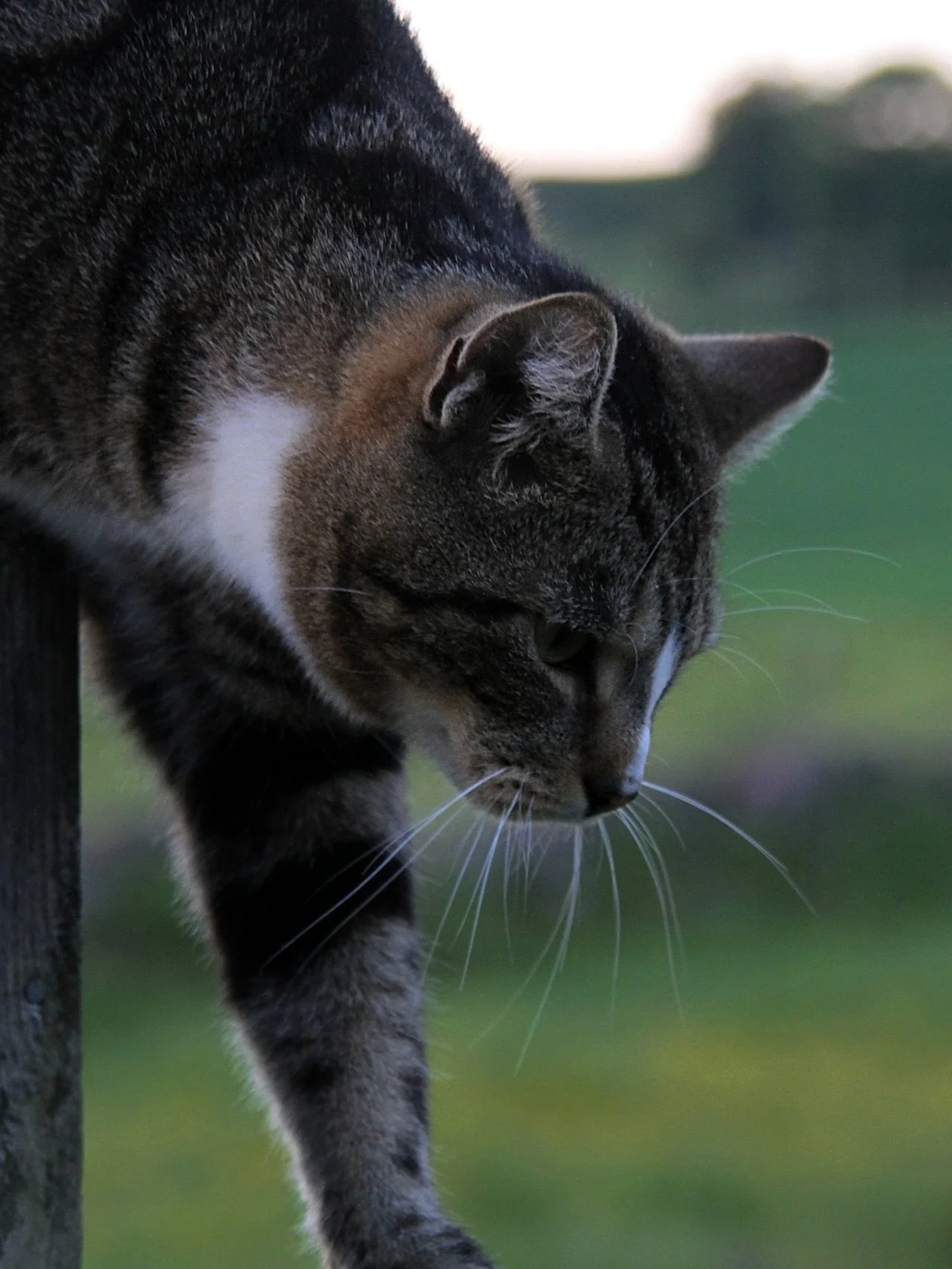 CATS 0427.jpg