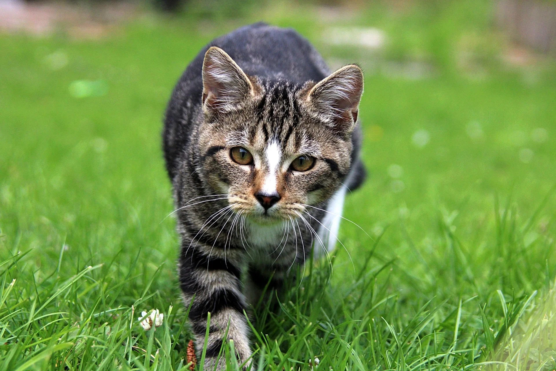 CATS 0113.jpg