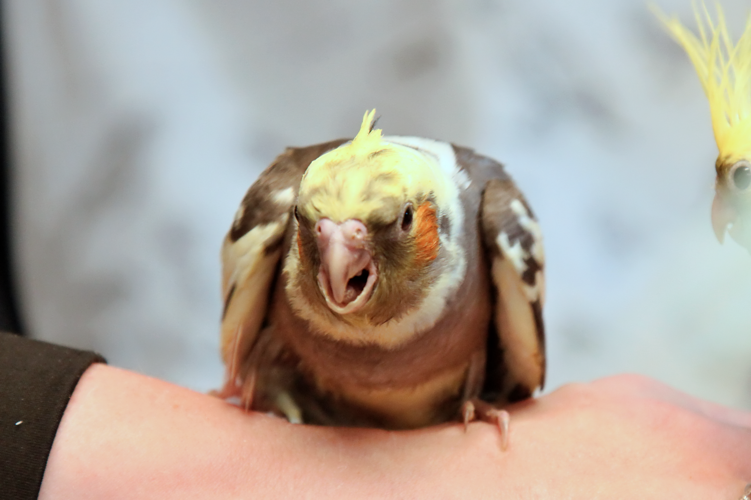 20260212 120431 IMG_0169.png