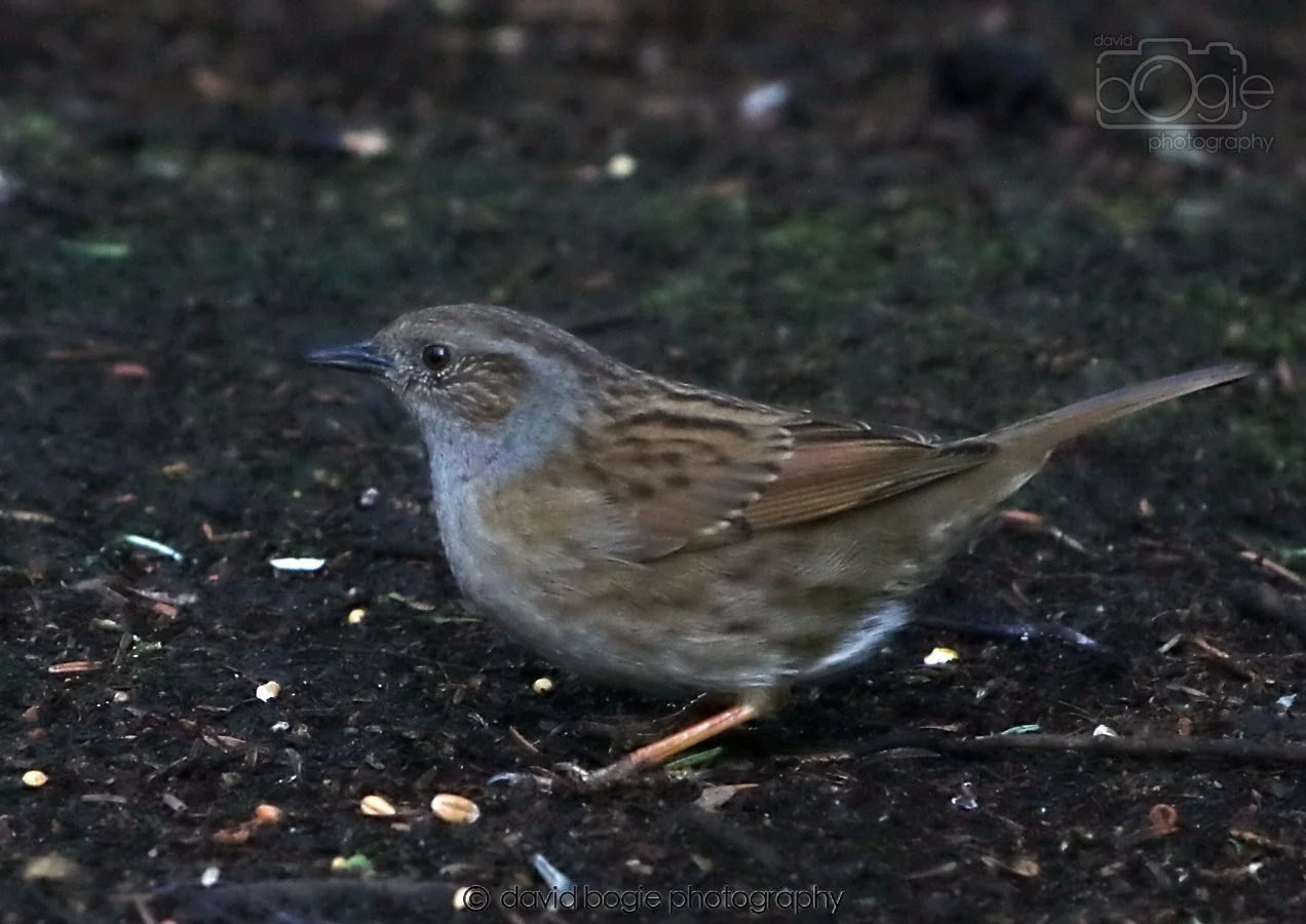 20260306 114523 Dunnikier 0234.jpg