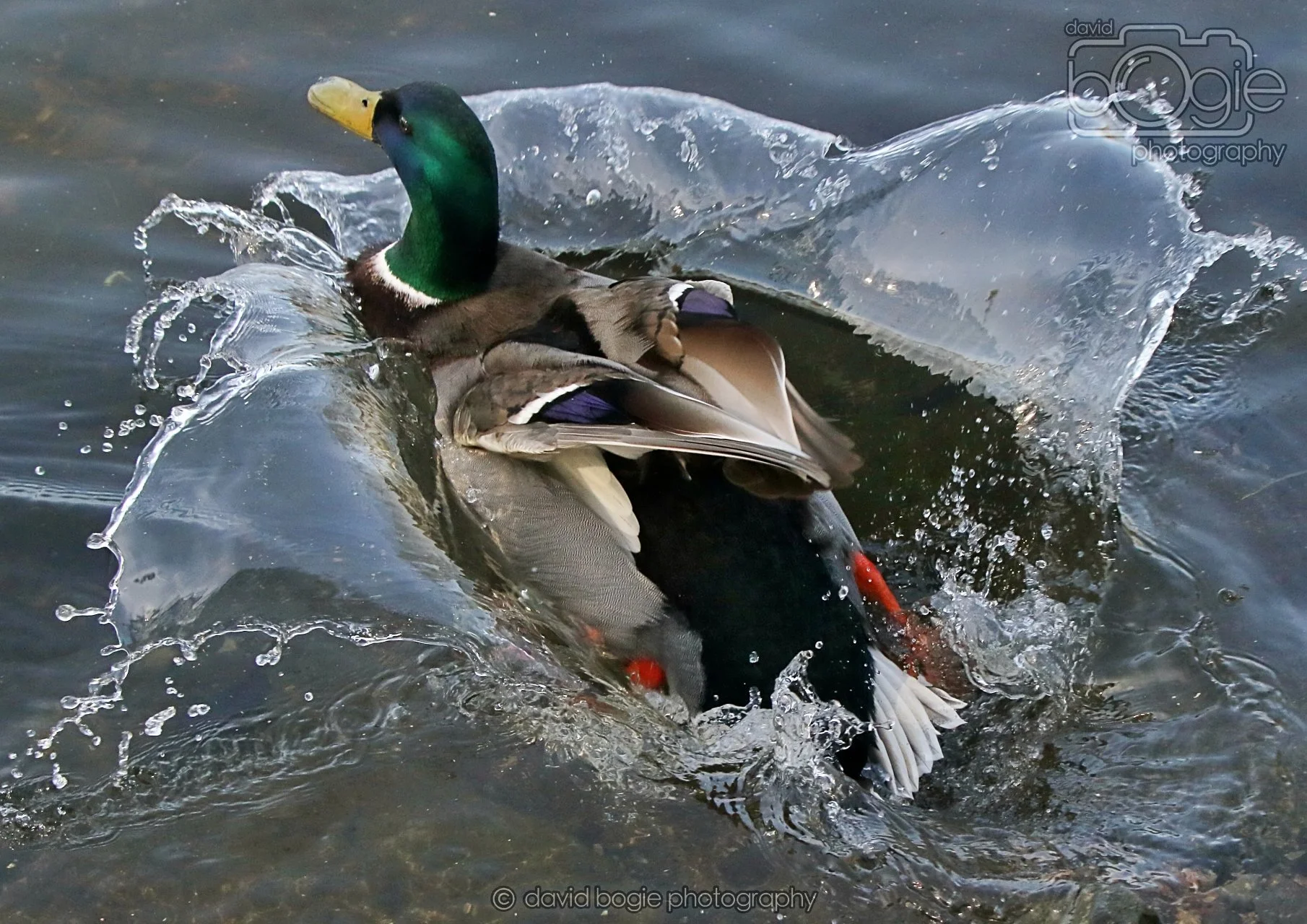 20260319 133858 Beveridge Park 0535.jpg