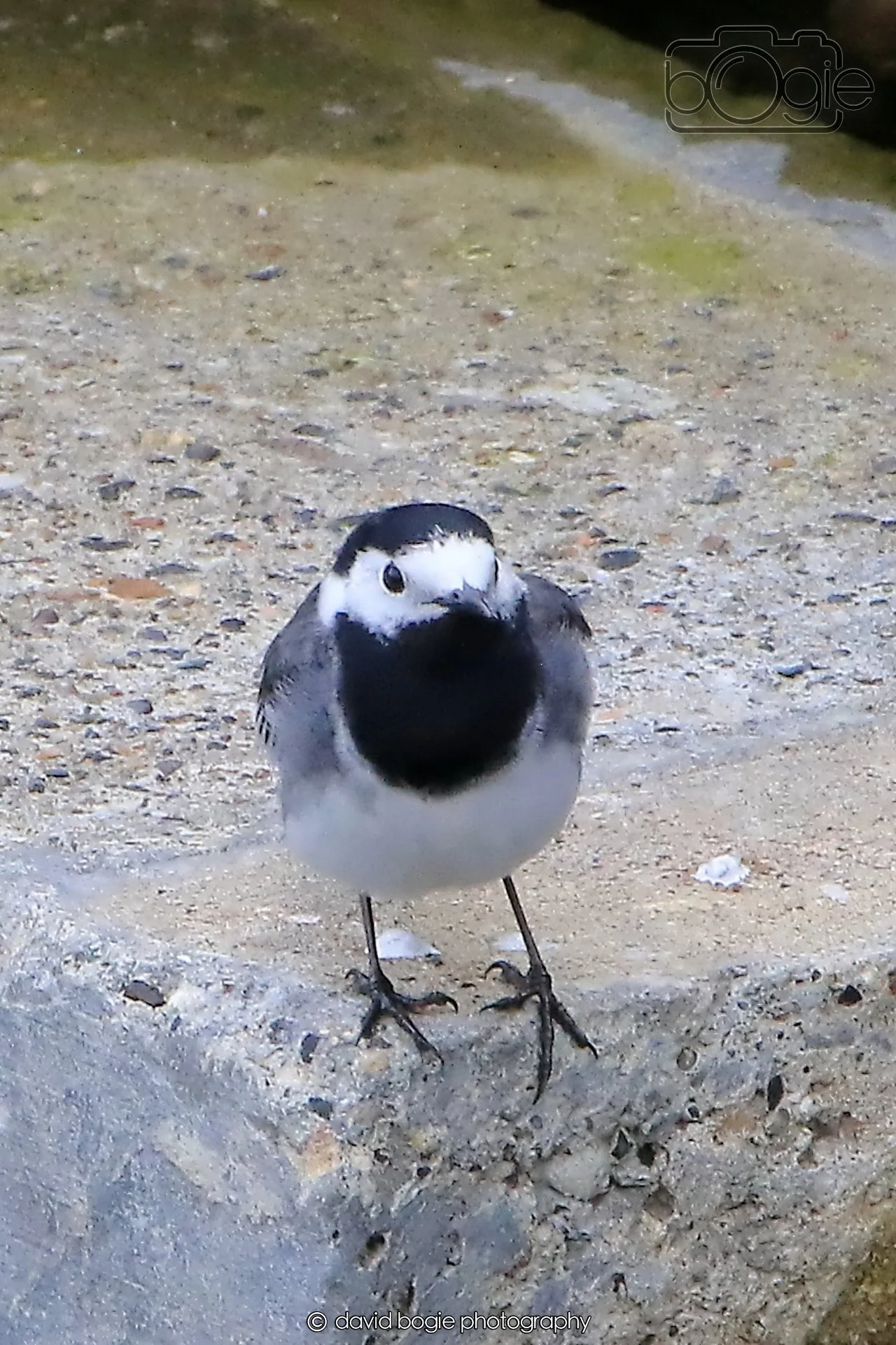 20260415 120529 Links Market 0162.jpg