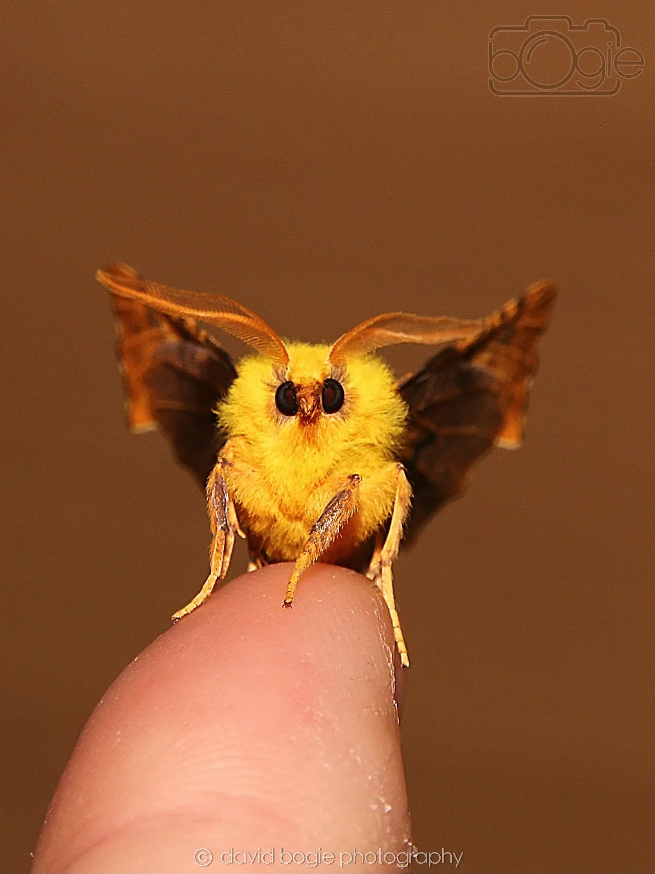 20240925 Moth IMG_0409 (1).jpg