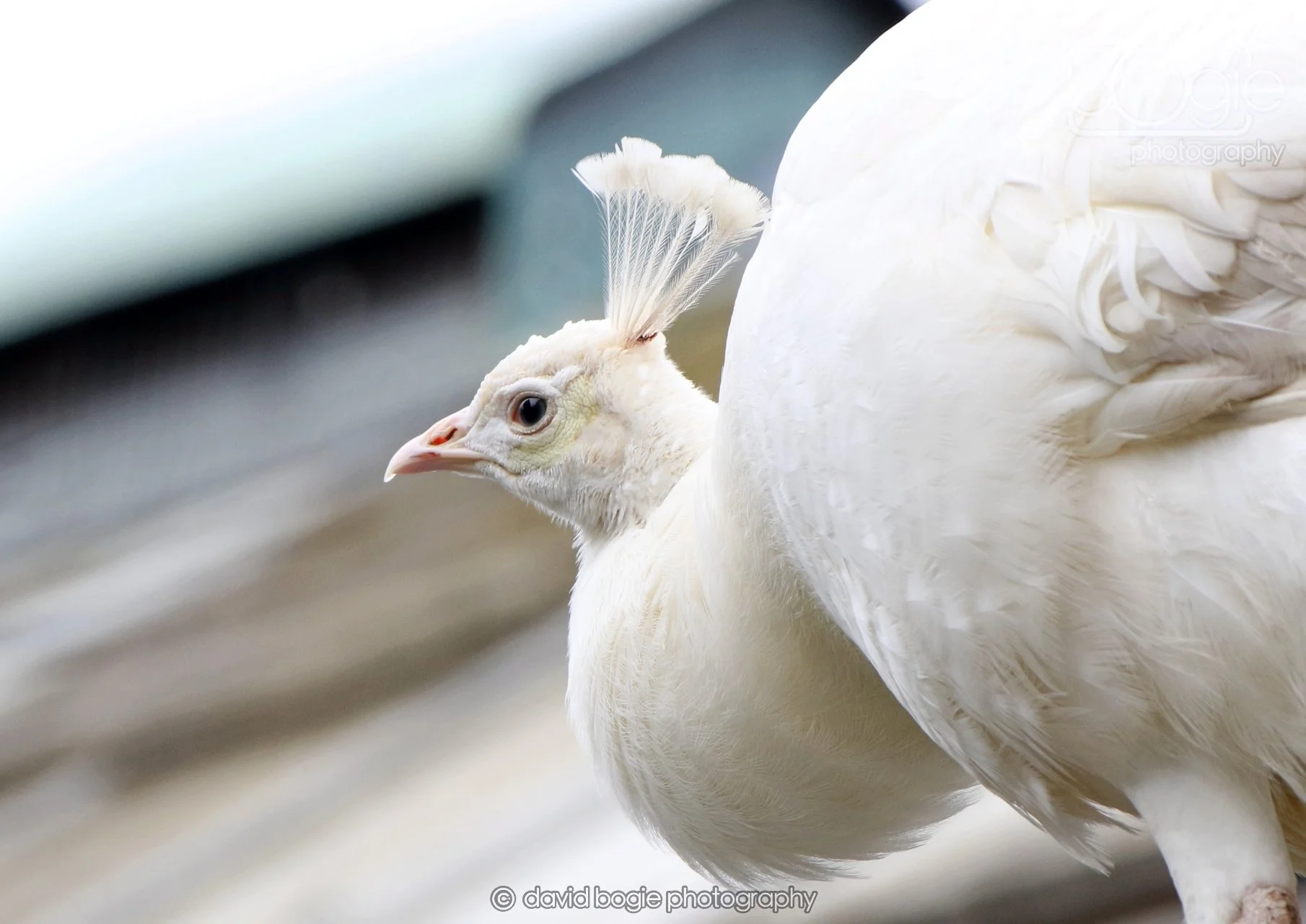 20260324 123025 Pittencrieff Park 0208.jpg