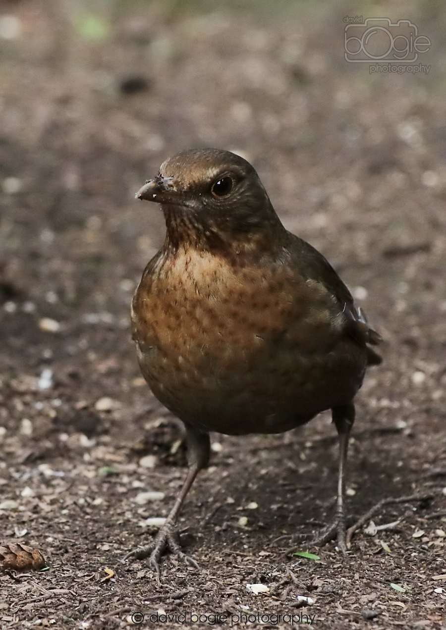 20260309 120907 Dunnikier 0658.jpg