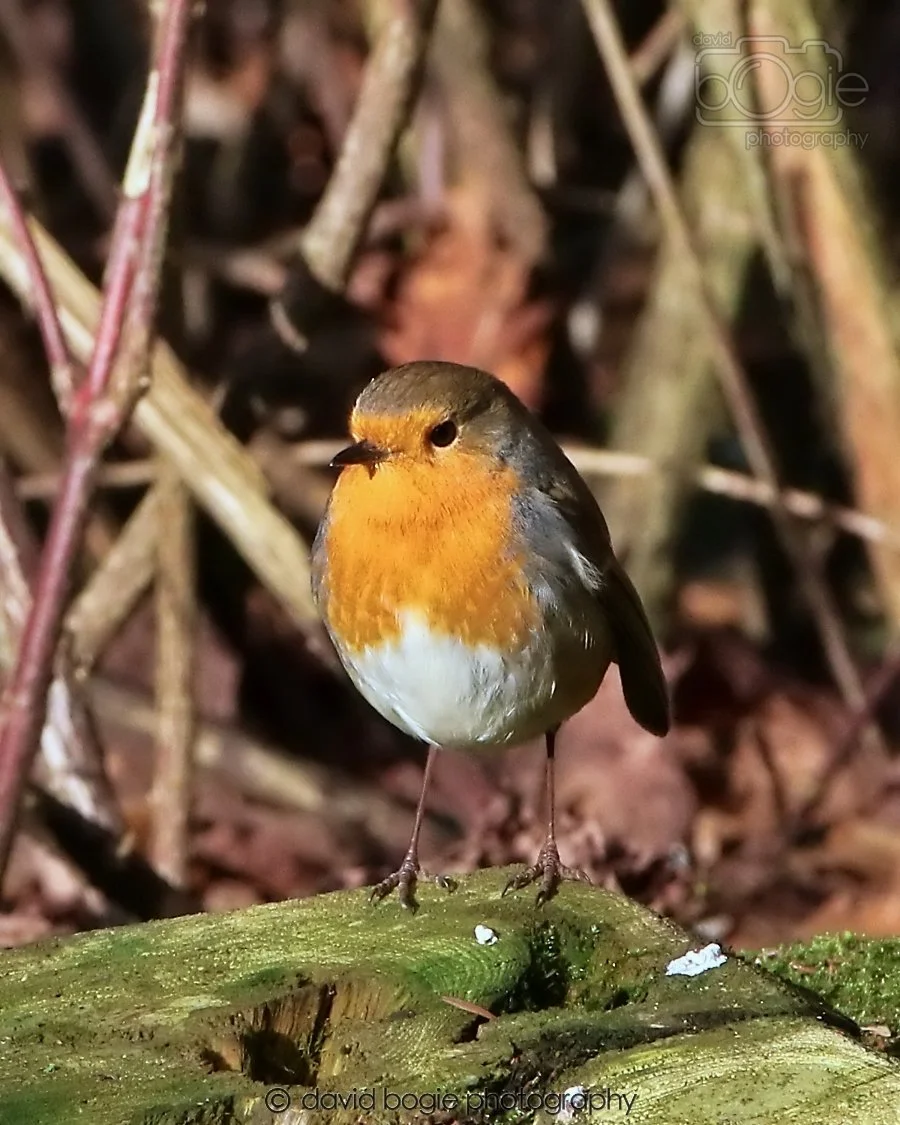 20260128 133818 Dunnikier 0239.jpg