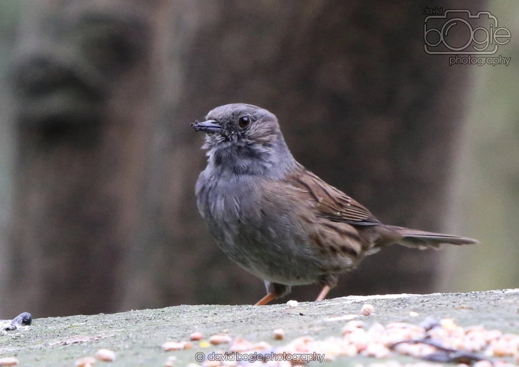 20260324 130049 Pittencrieff Park 0326.jpg