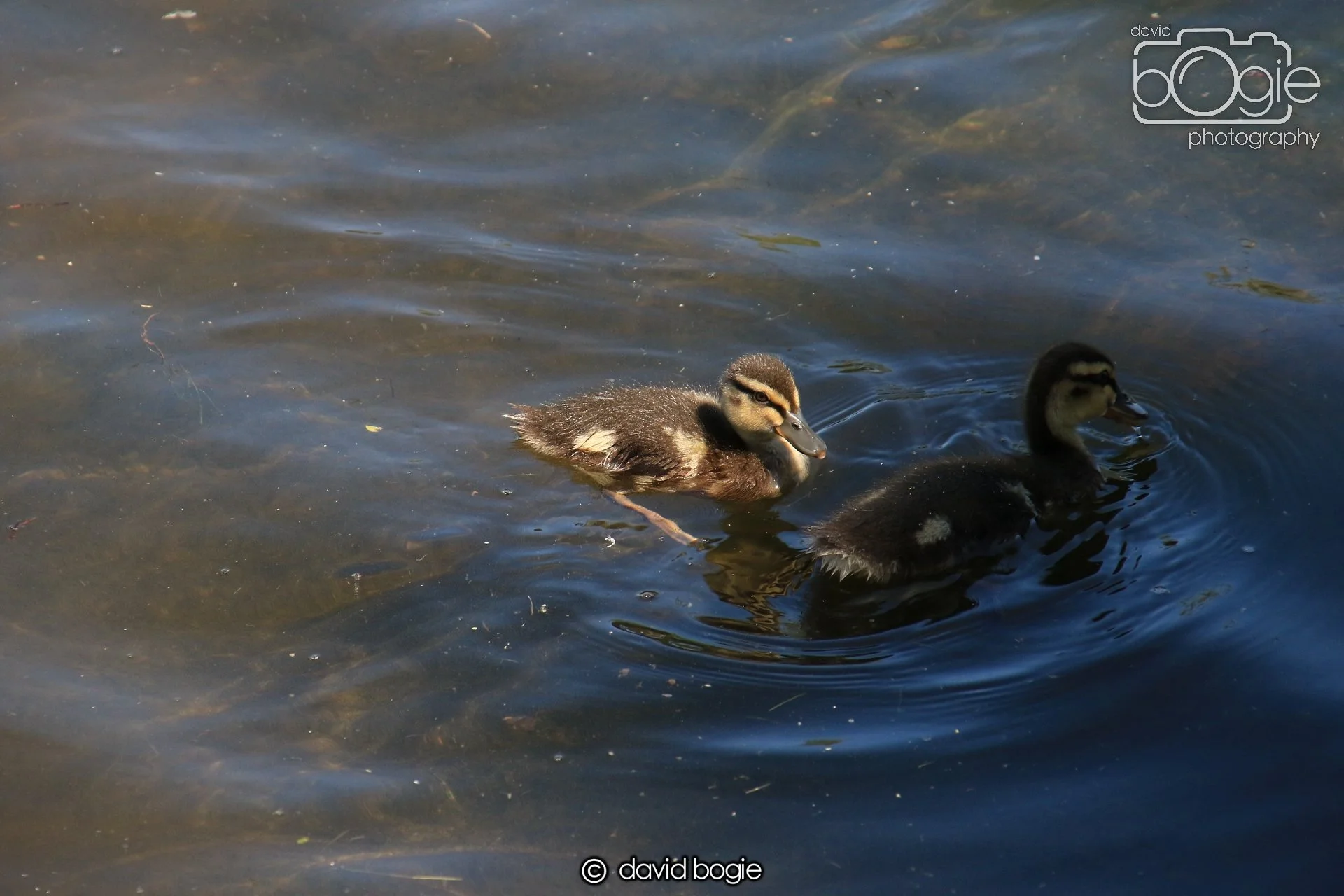 20250517 133215 Beveridge Park 0601.JPG