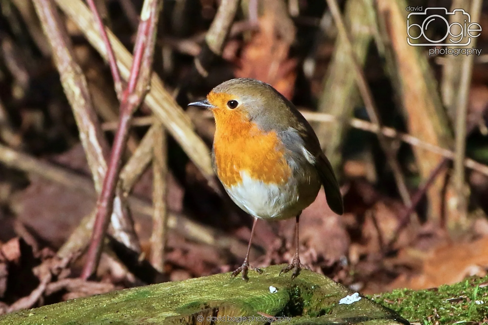 20260128 133817 Dunnikier 0234.JPG