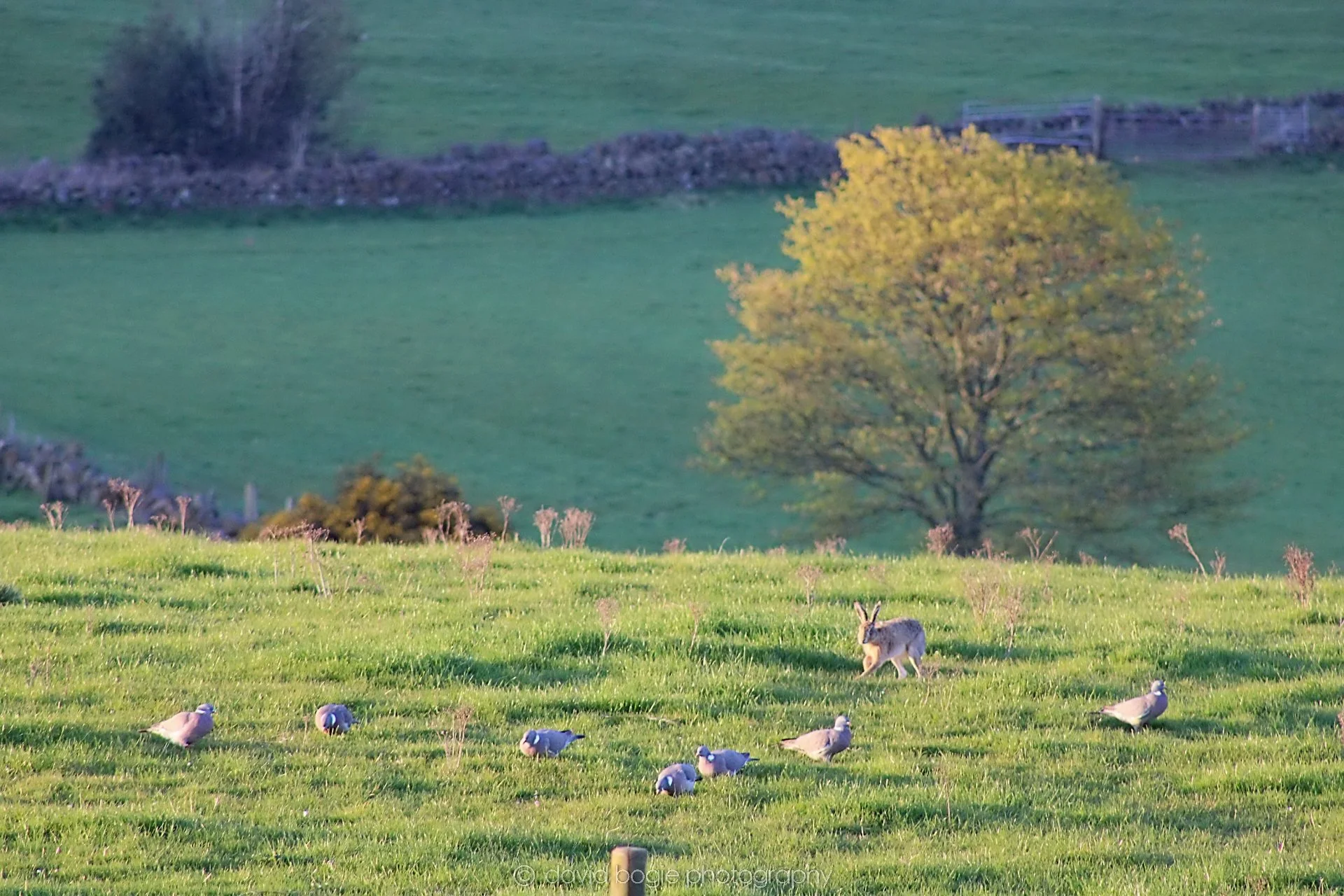 20190409 182335 Cardenden 0001.jpg
