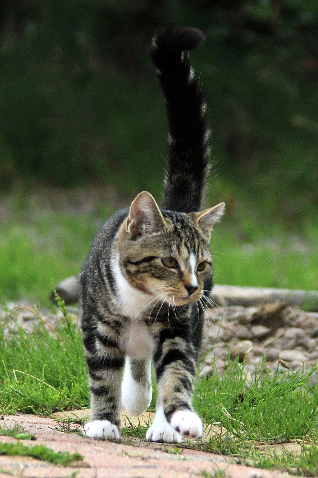 CATS 0092.jpg