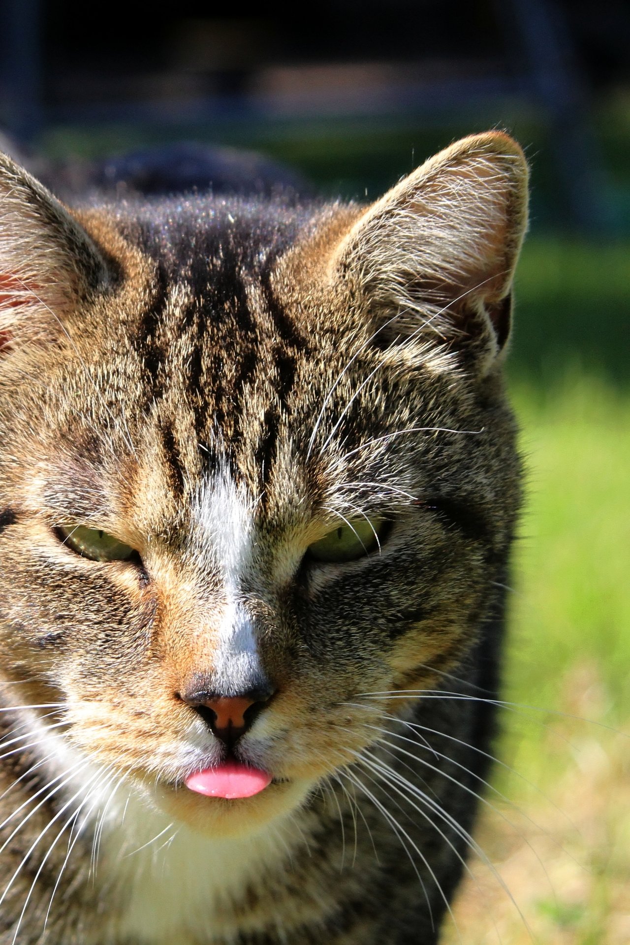 CATS 0375.jpg
