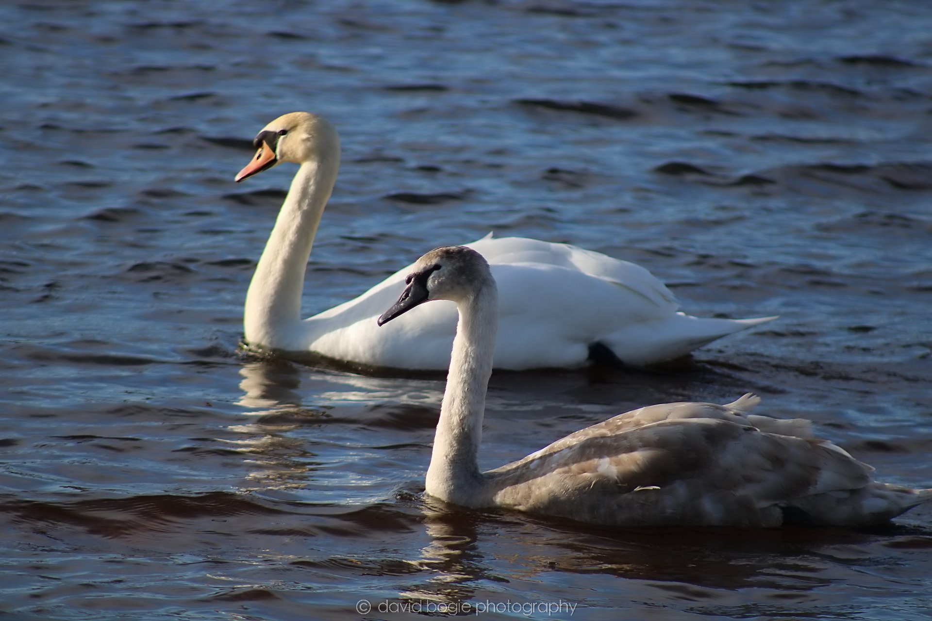 20210222 Lochore (10).jpg