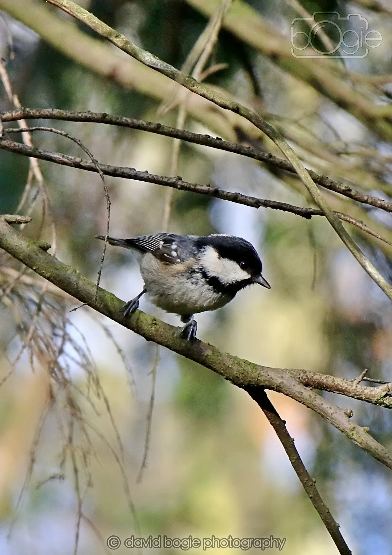 20260322 151927 Dunnikier 0356.jpg