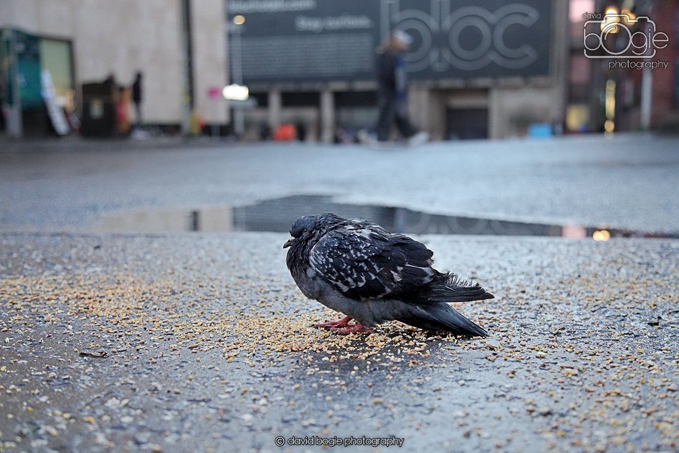 20260115 161208 Glasgow 0217.JPG