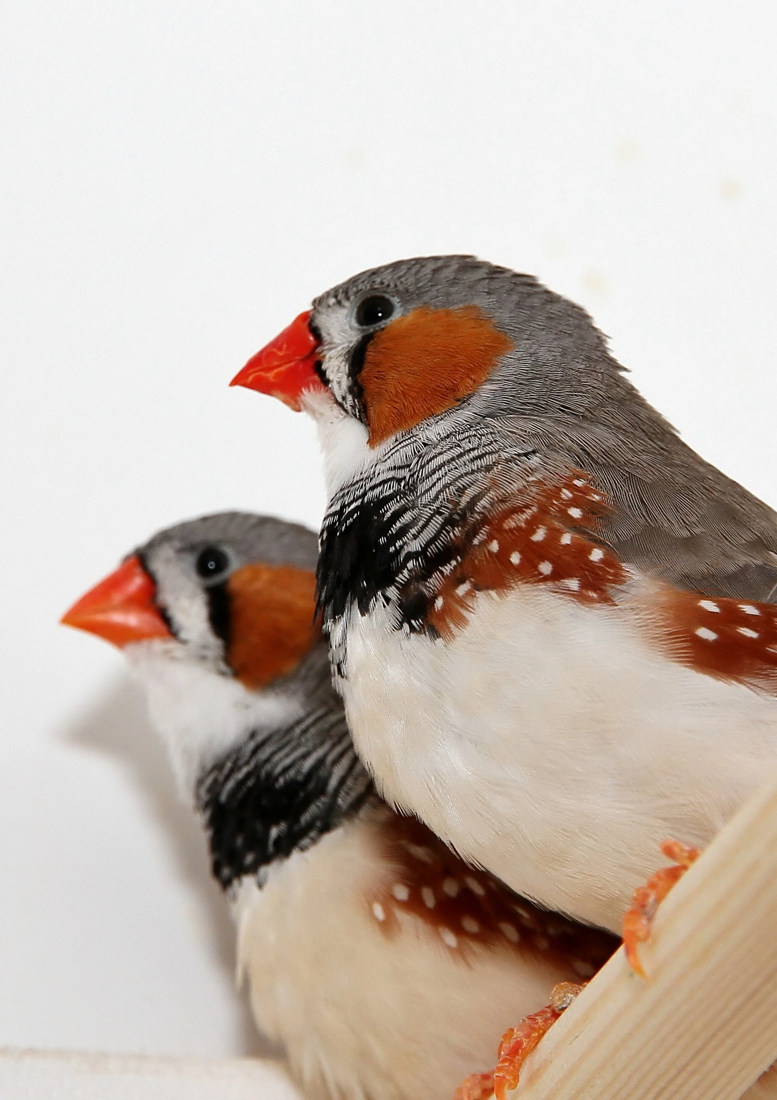 20260331 111919 K&S 0491.jpg