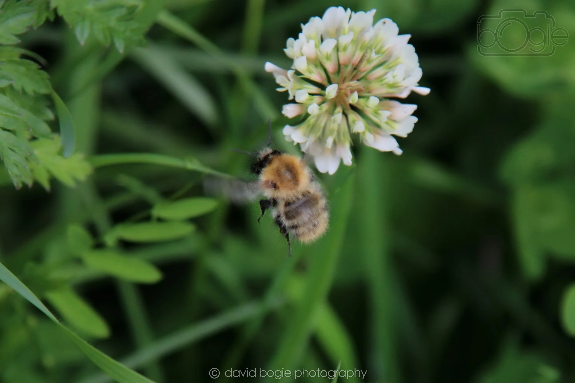 20230710 Lochore Meadows 114700 00000.jpg