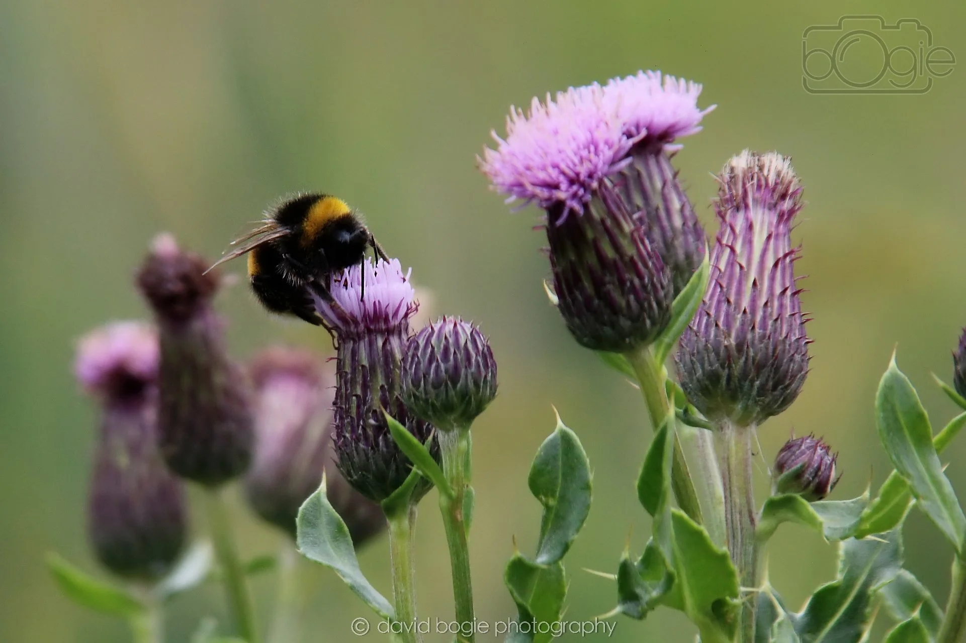 20230710 Lochore Meadows 120400 00005.jpg